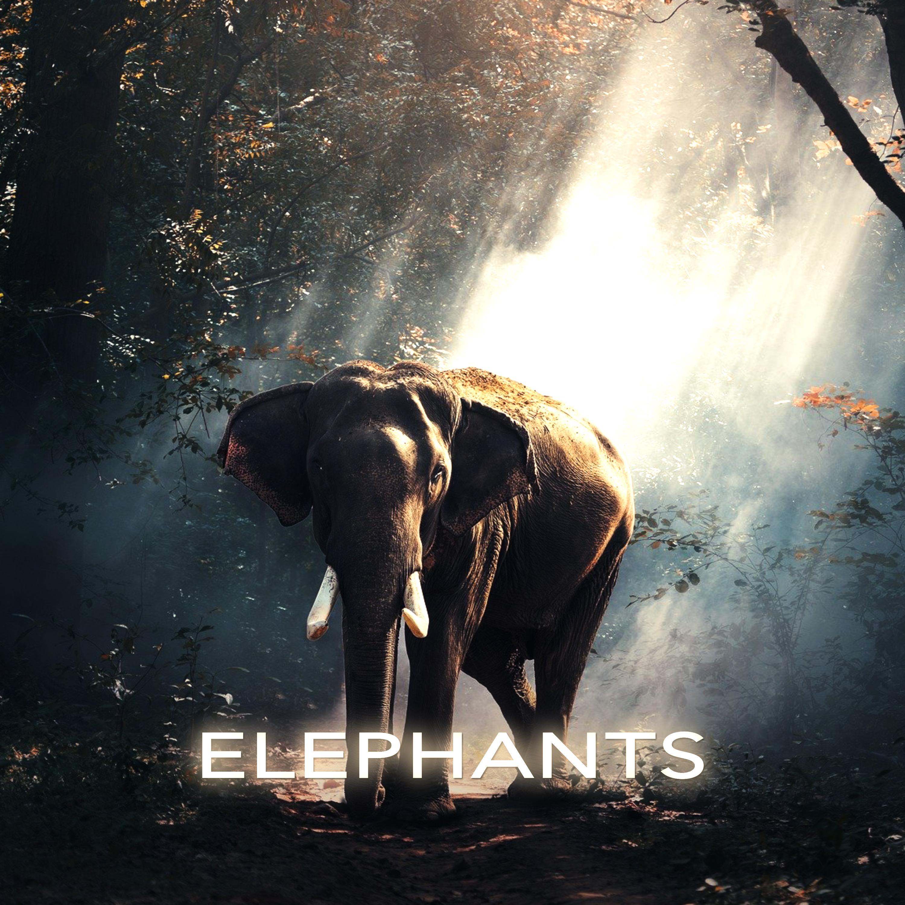Elephants