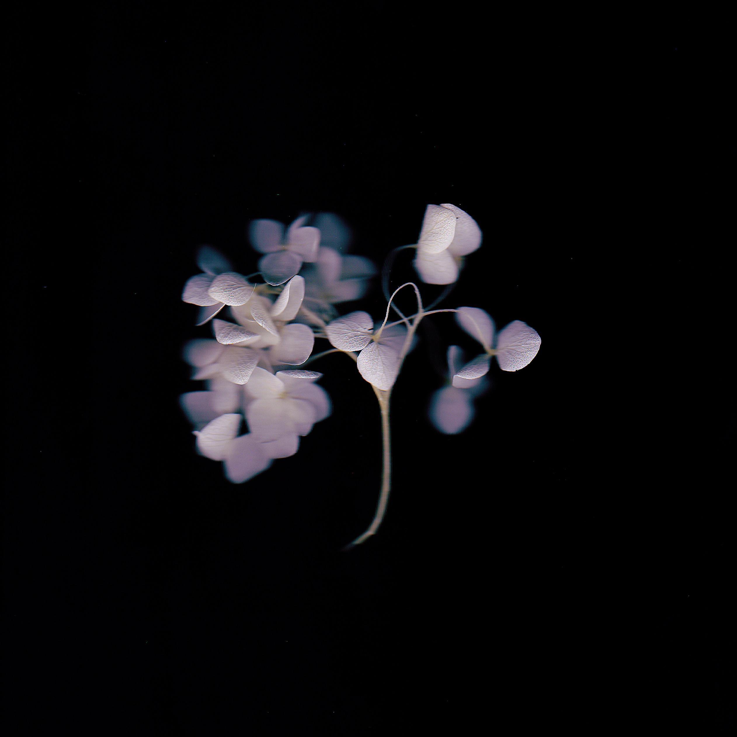 bu gan