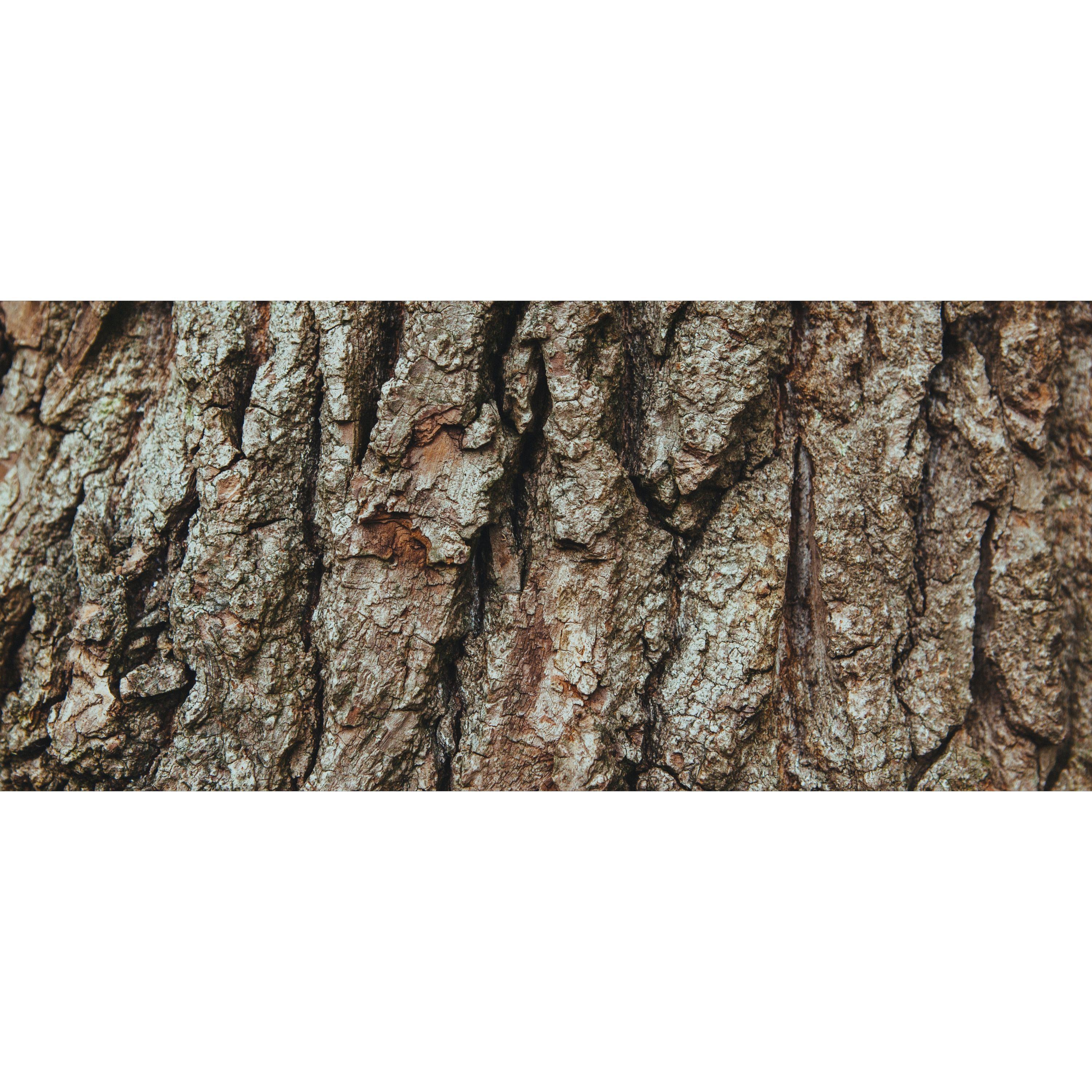 Red Pine