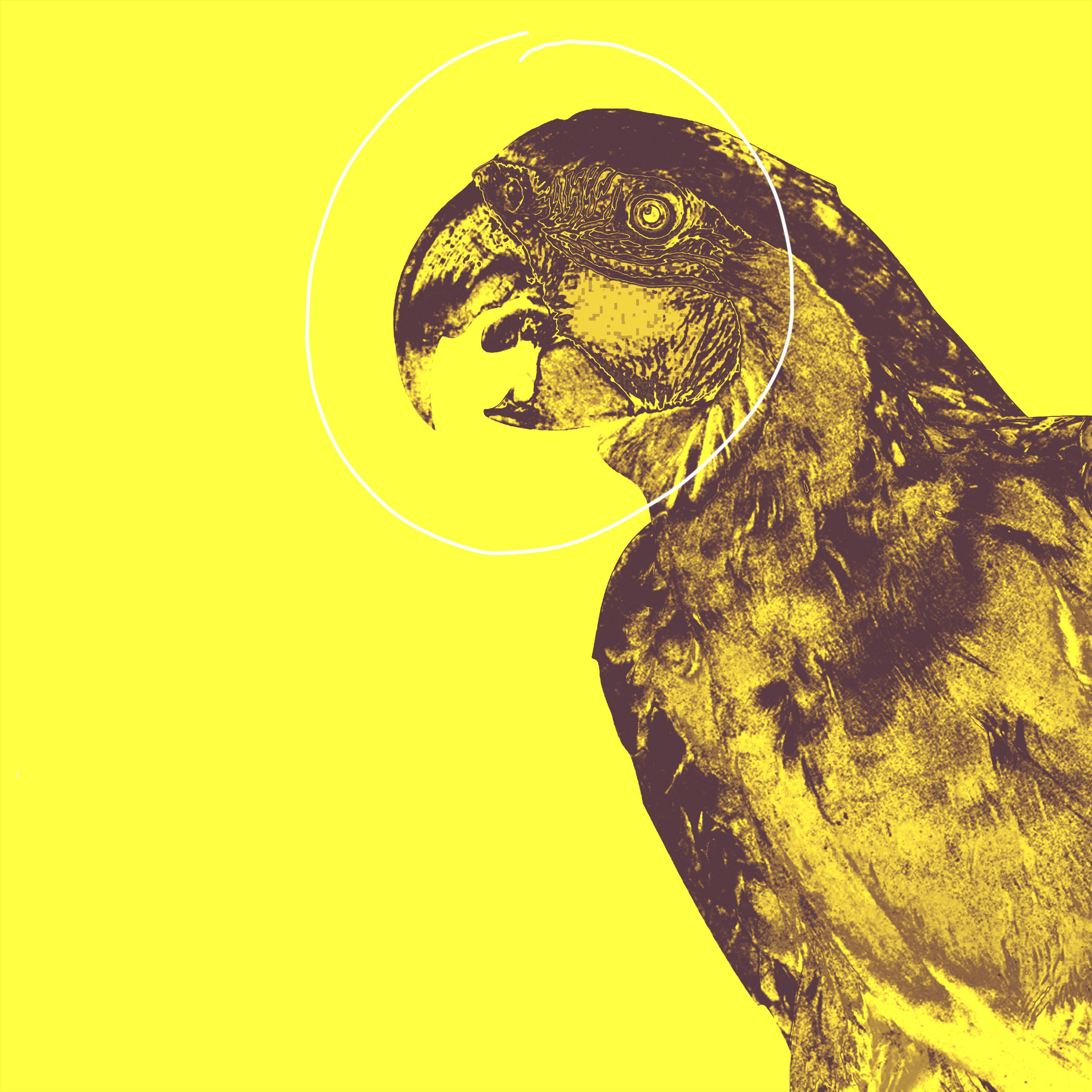 Parrot