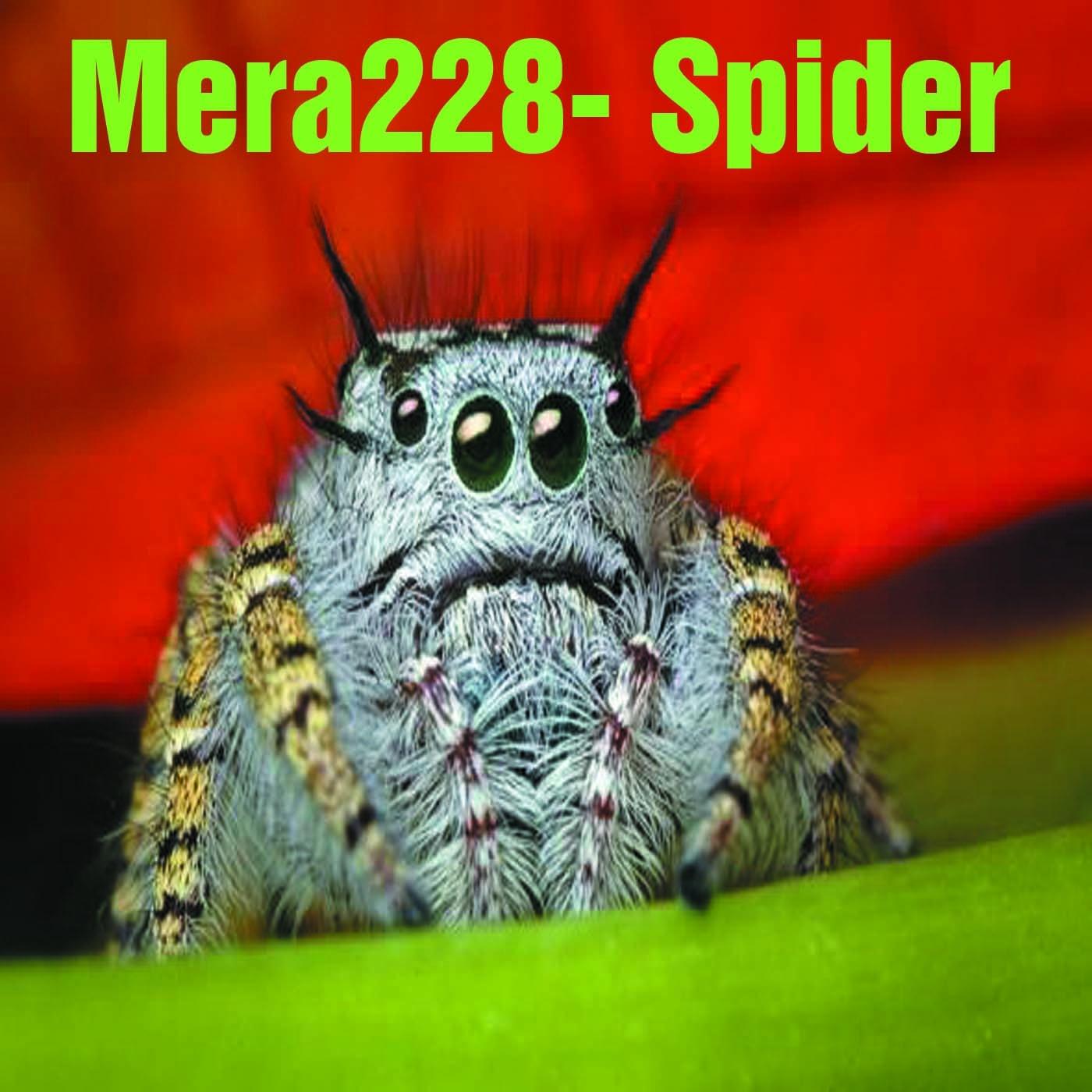 Spider