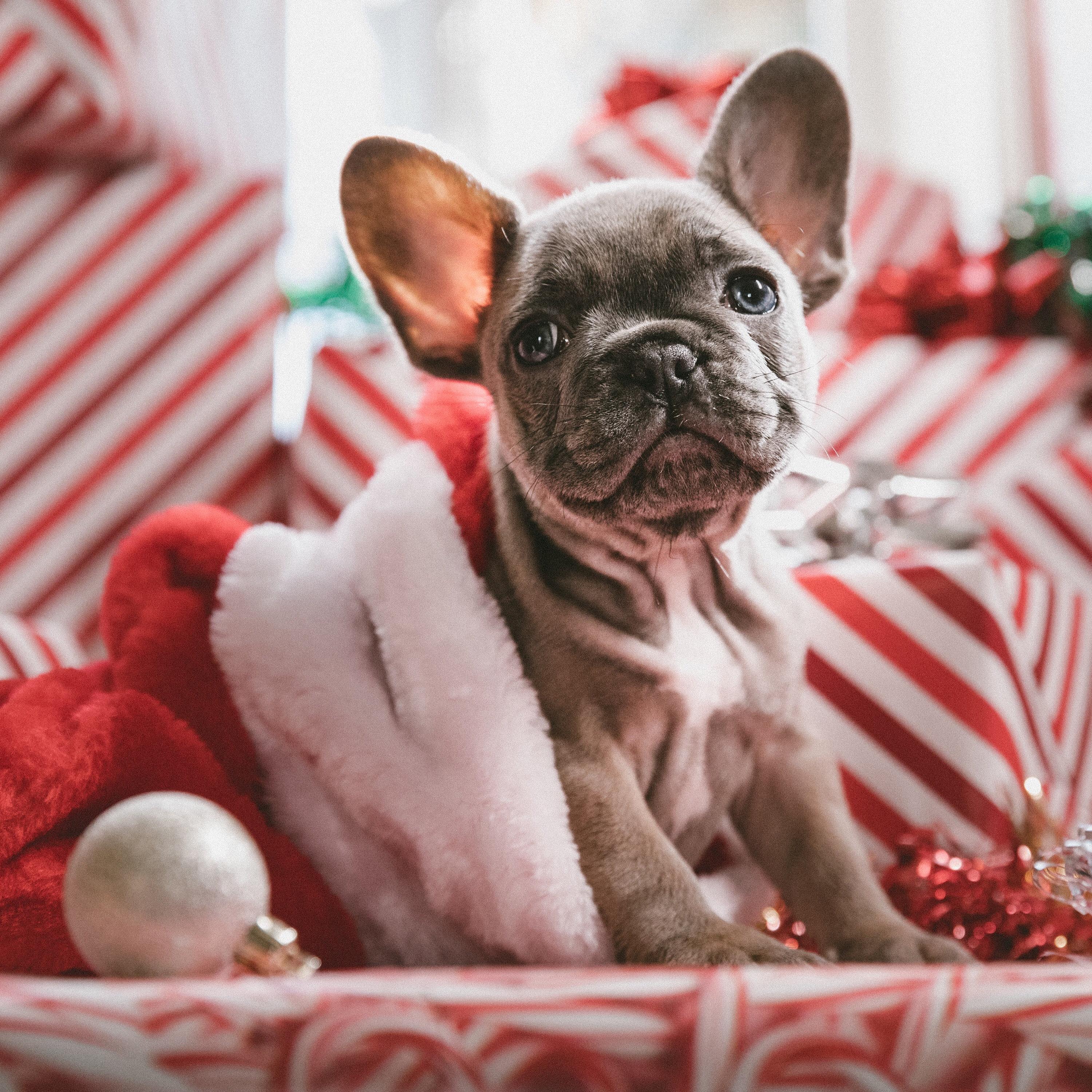 Xmass