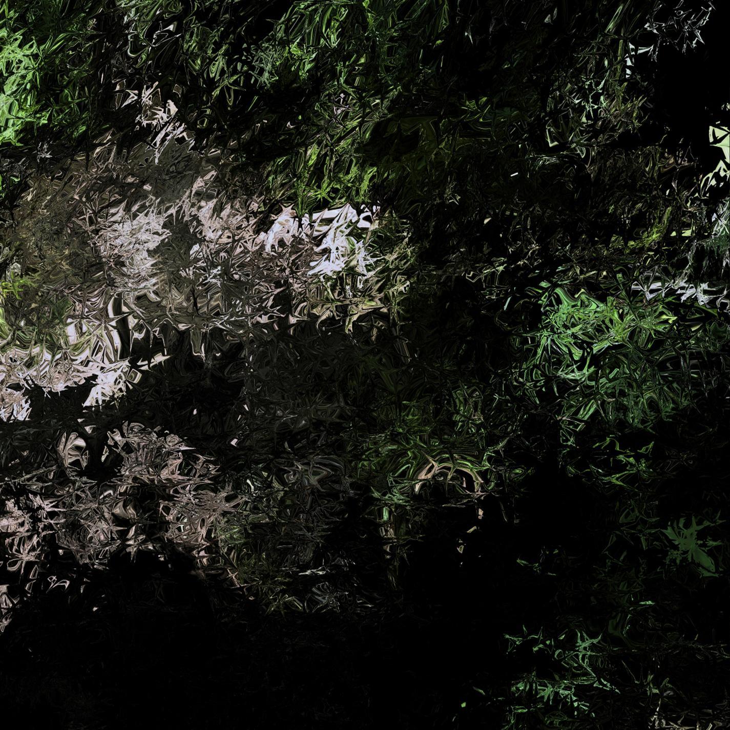 Forest Walk