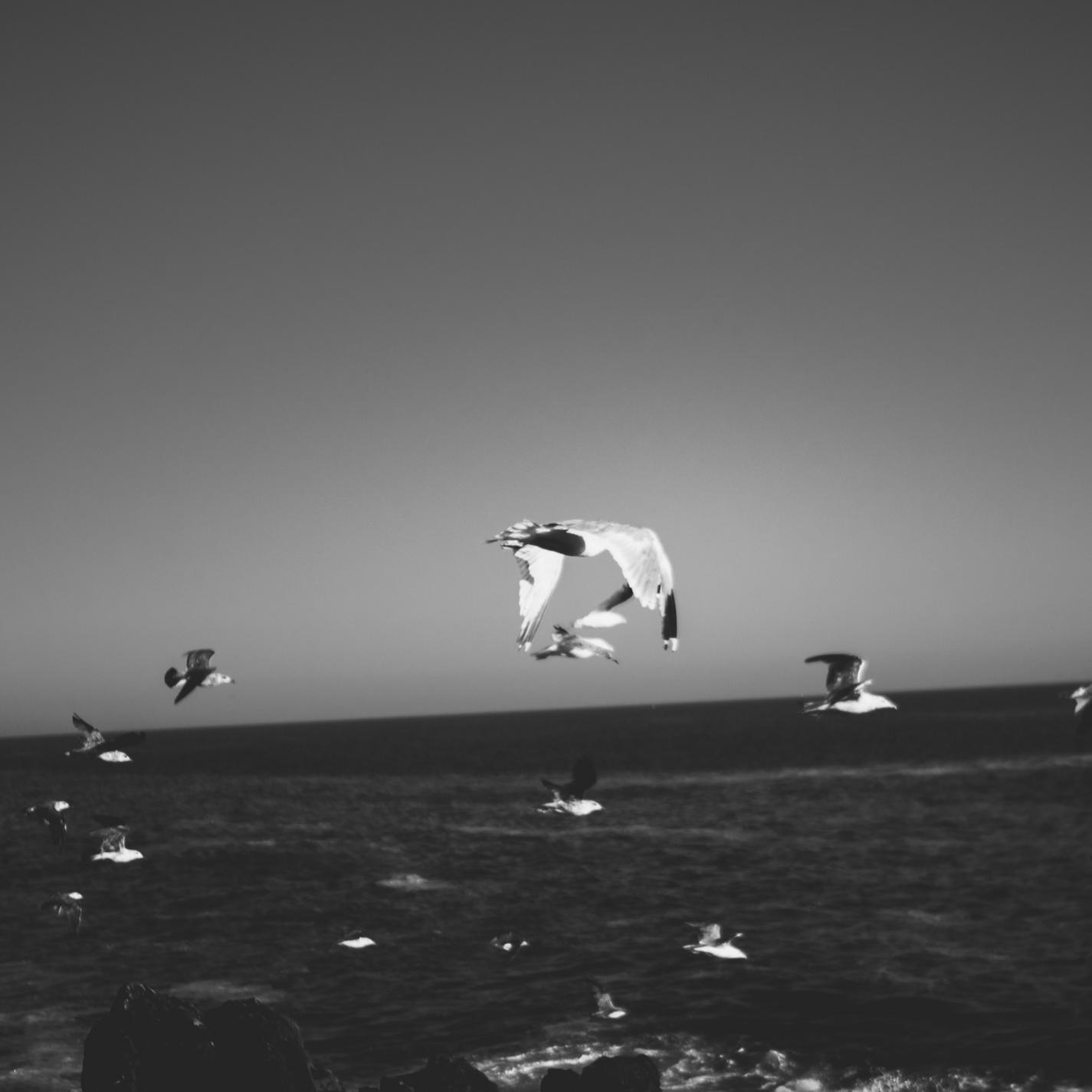 Vocal Sea