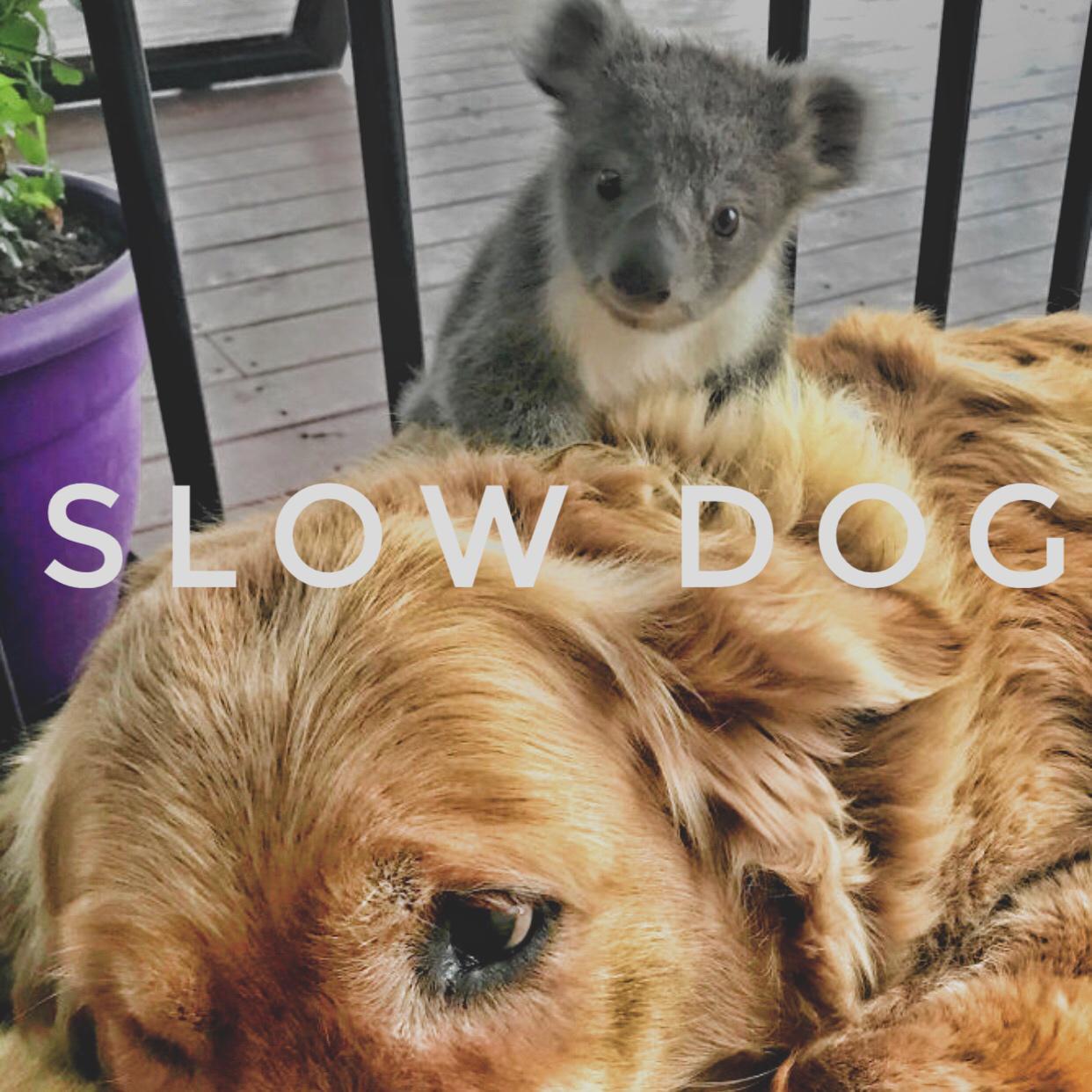 Slow Dog