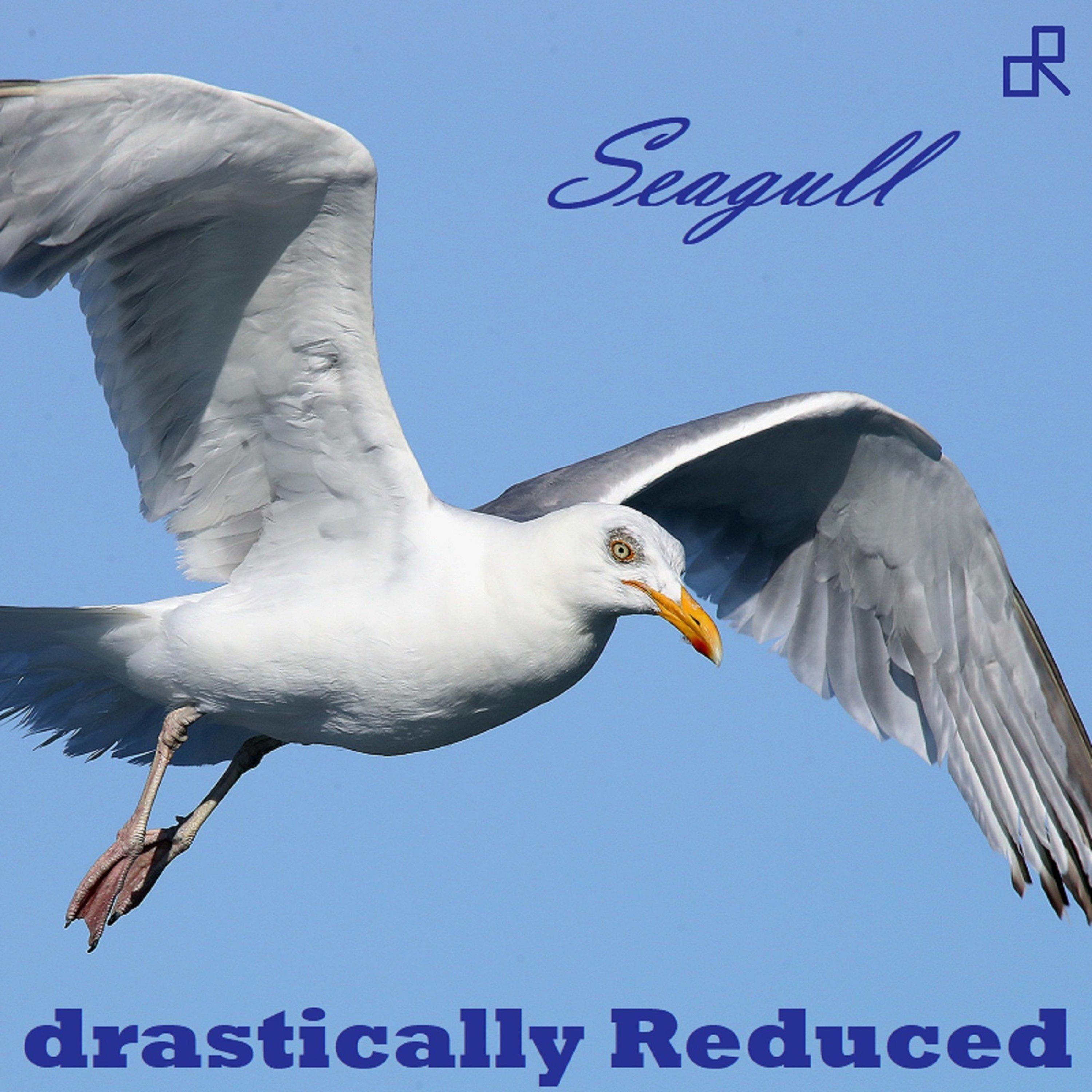 Seagull
