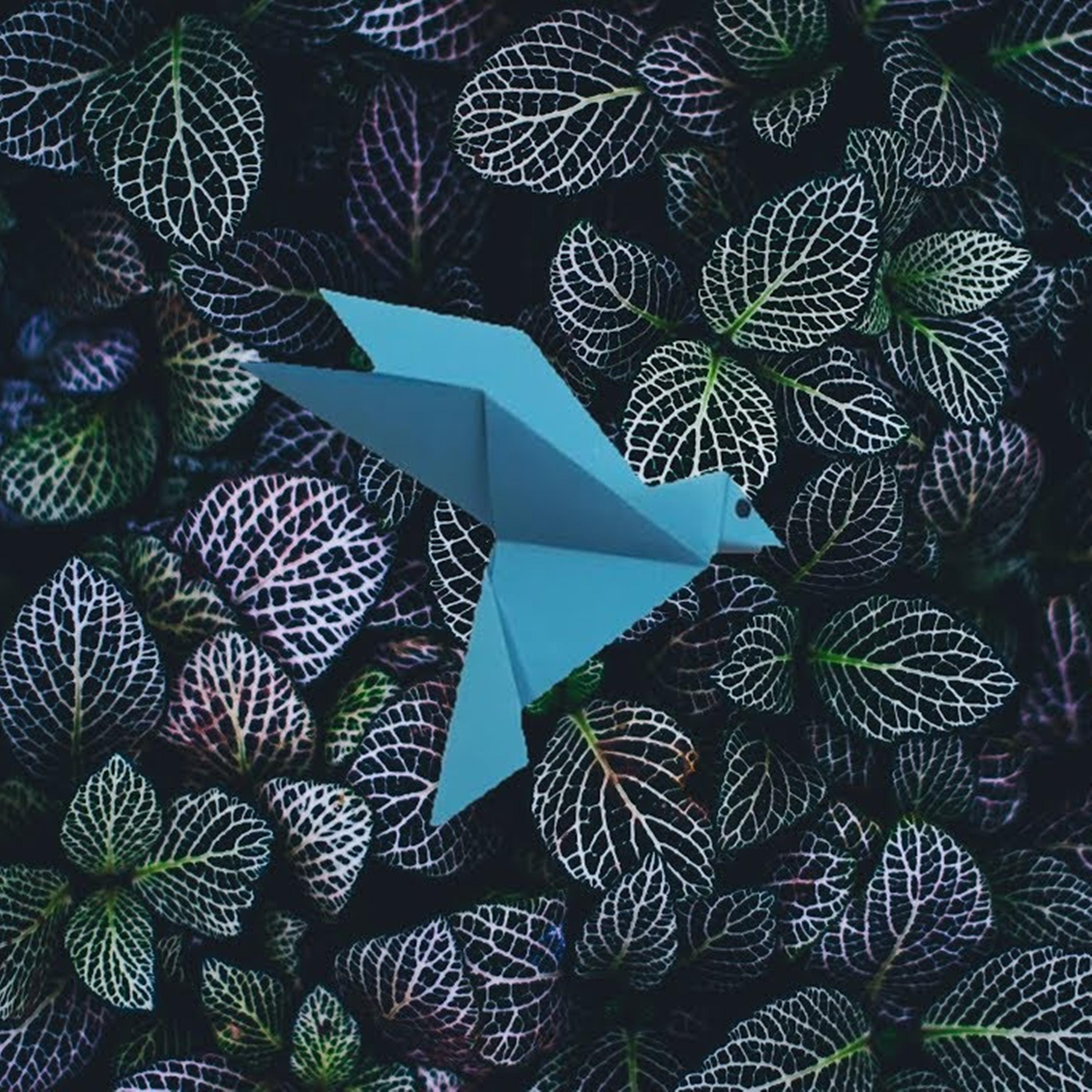Bird Shit
