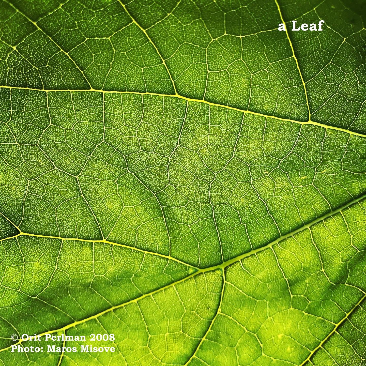 A Leaf