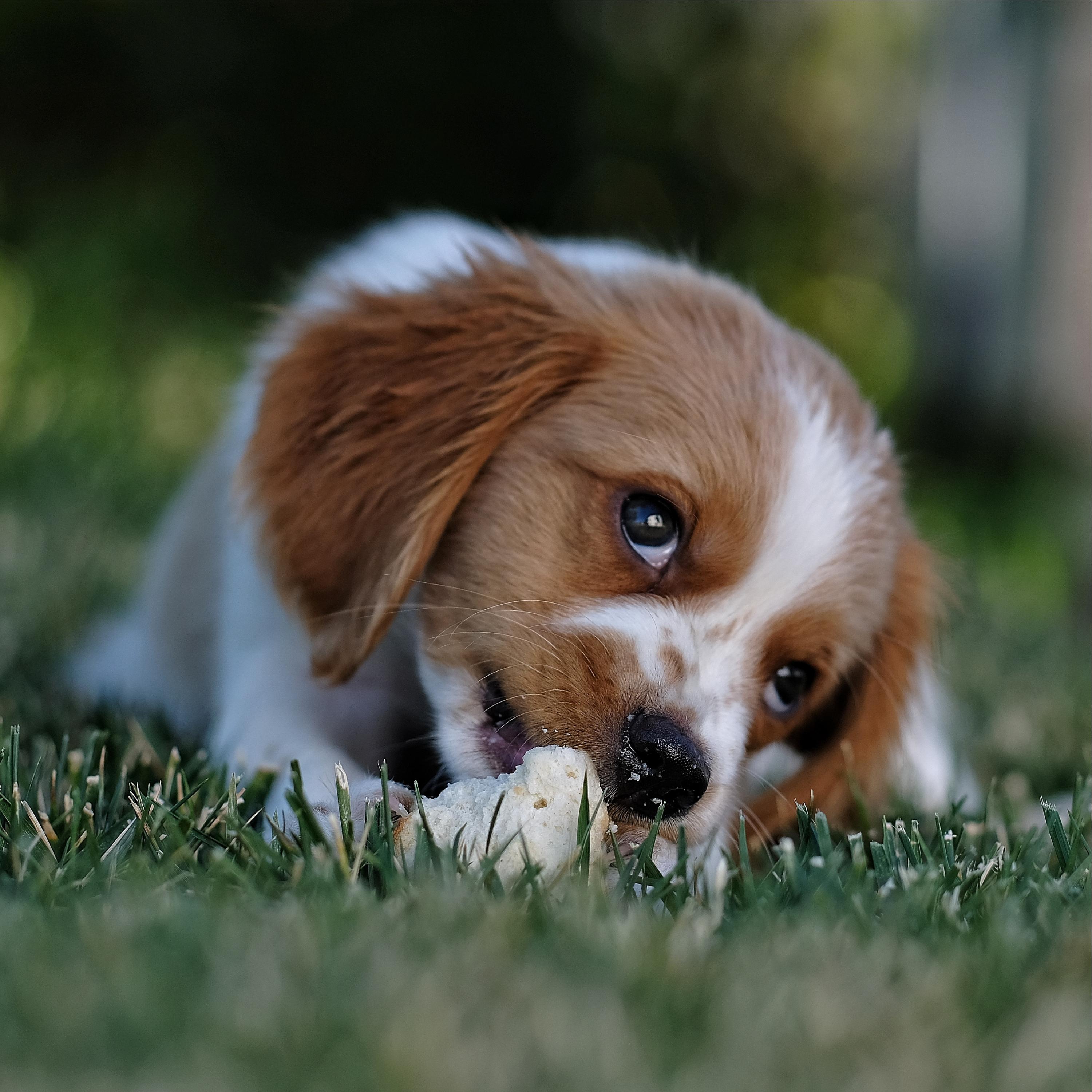100 Background Sounds for Dogs