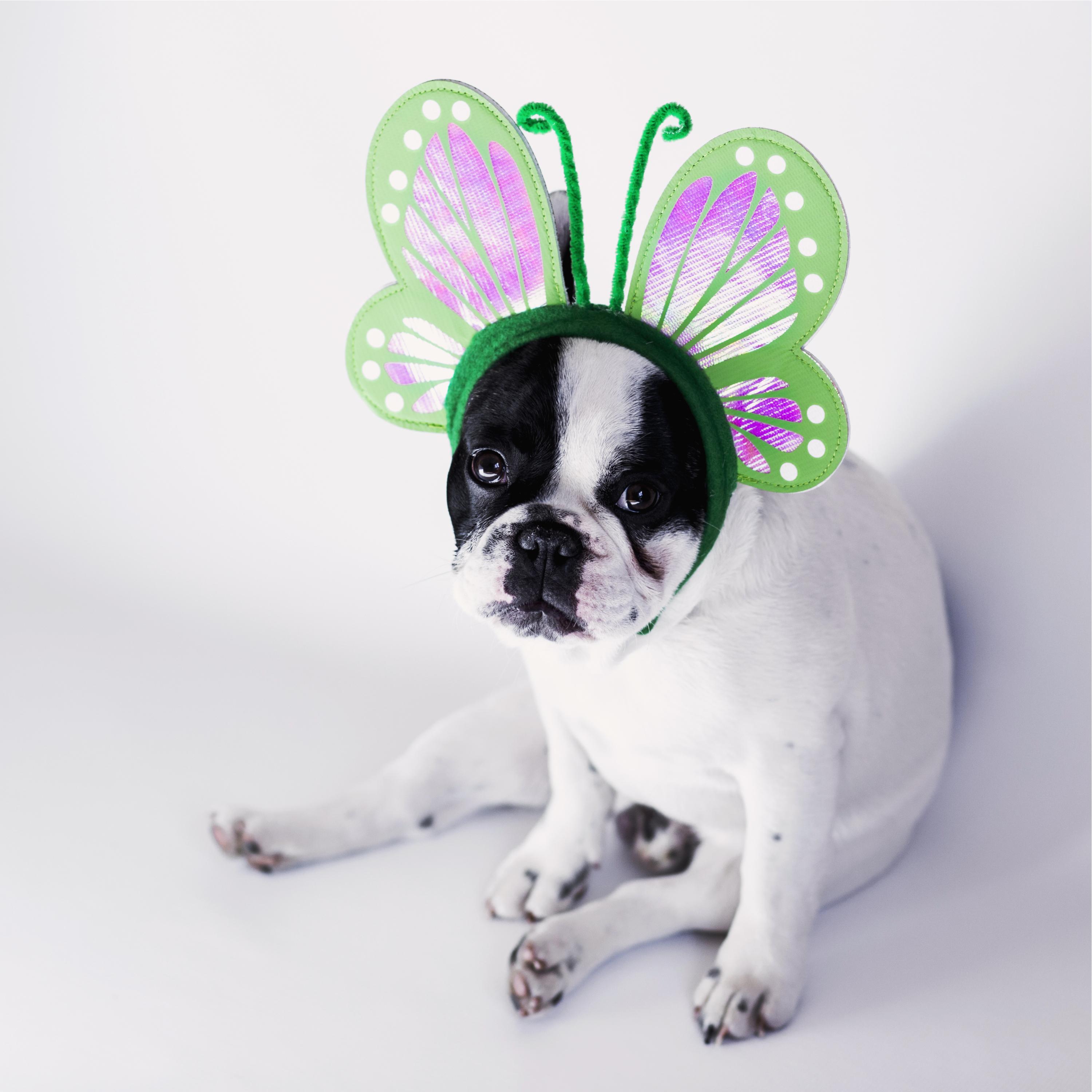 Peaceful Music Collection for Dogs