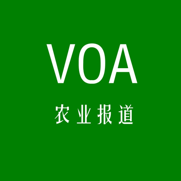 VOA man su ying yu: nong ye bao dao