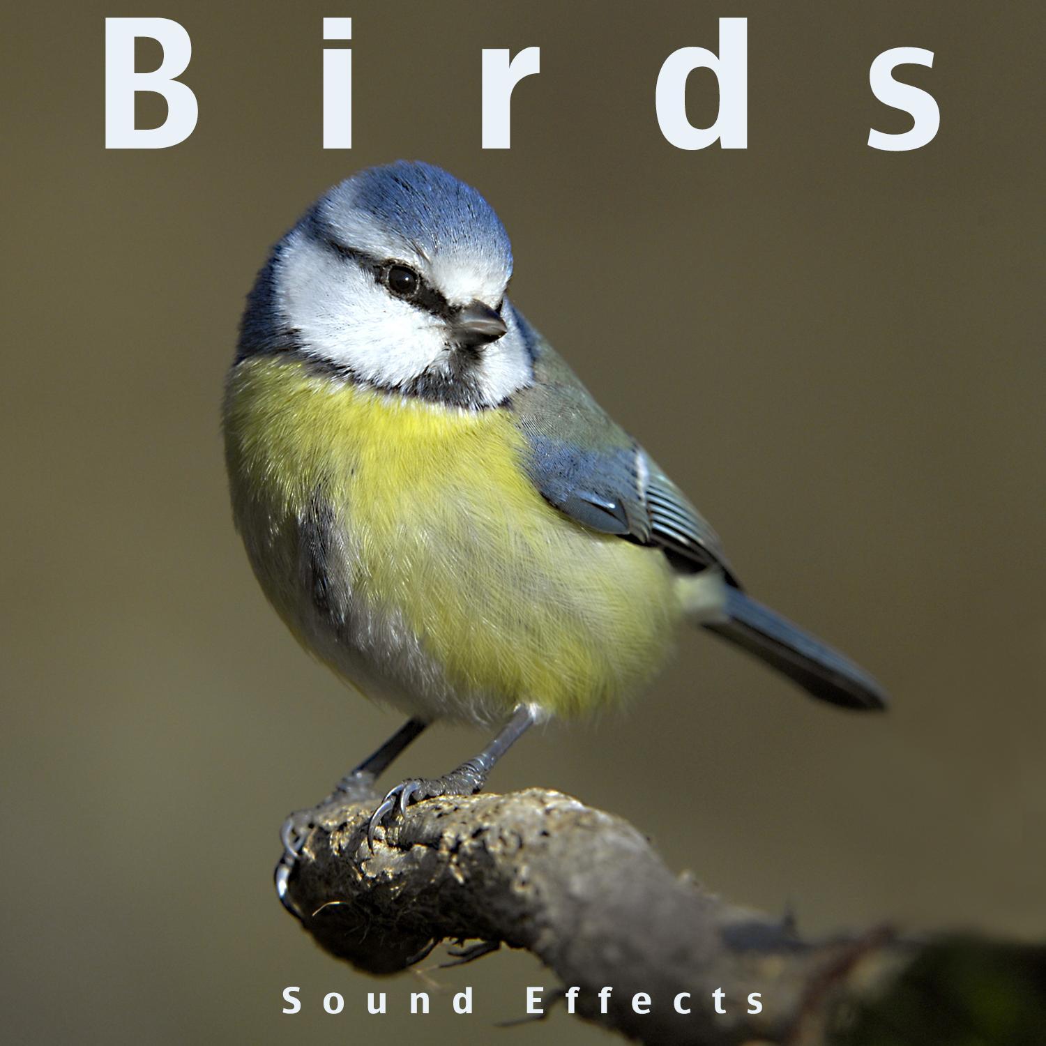 Birds Sound Effects