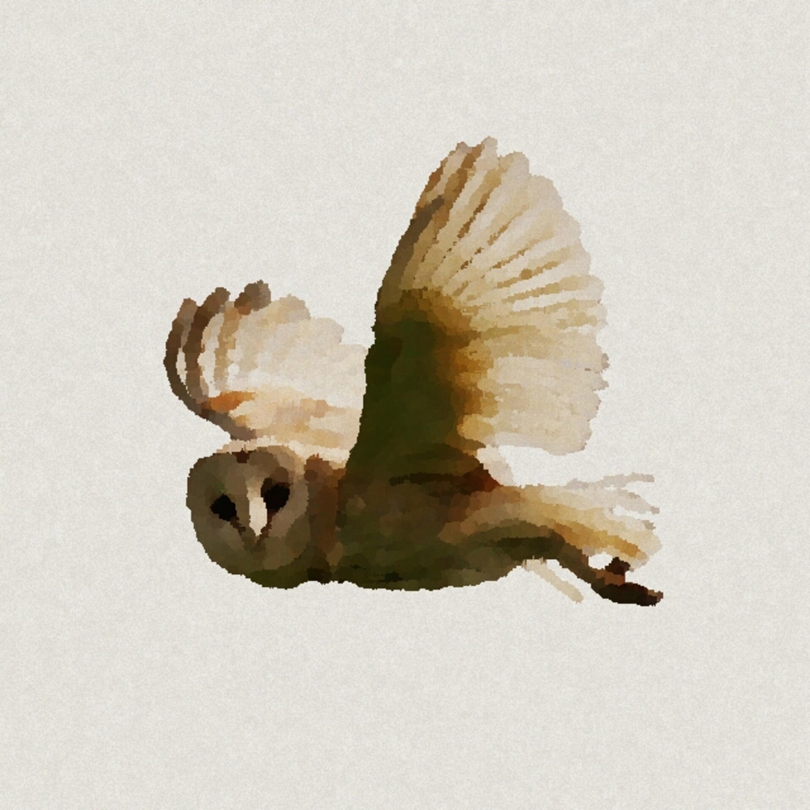 Animalia