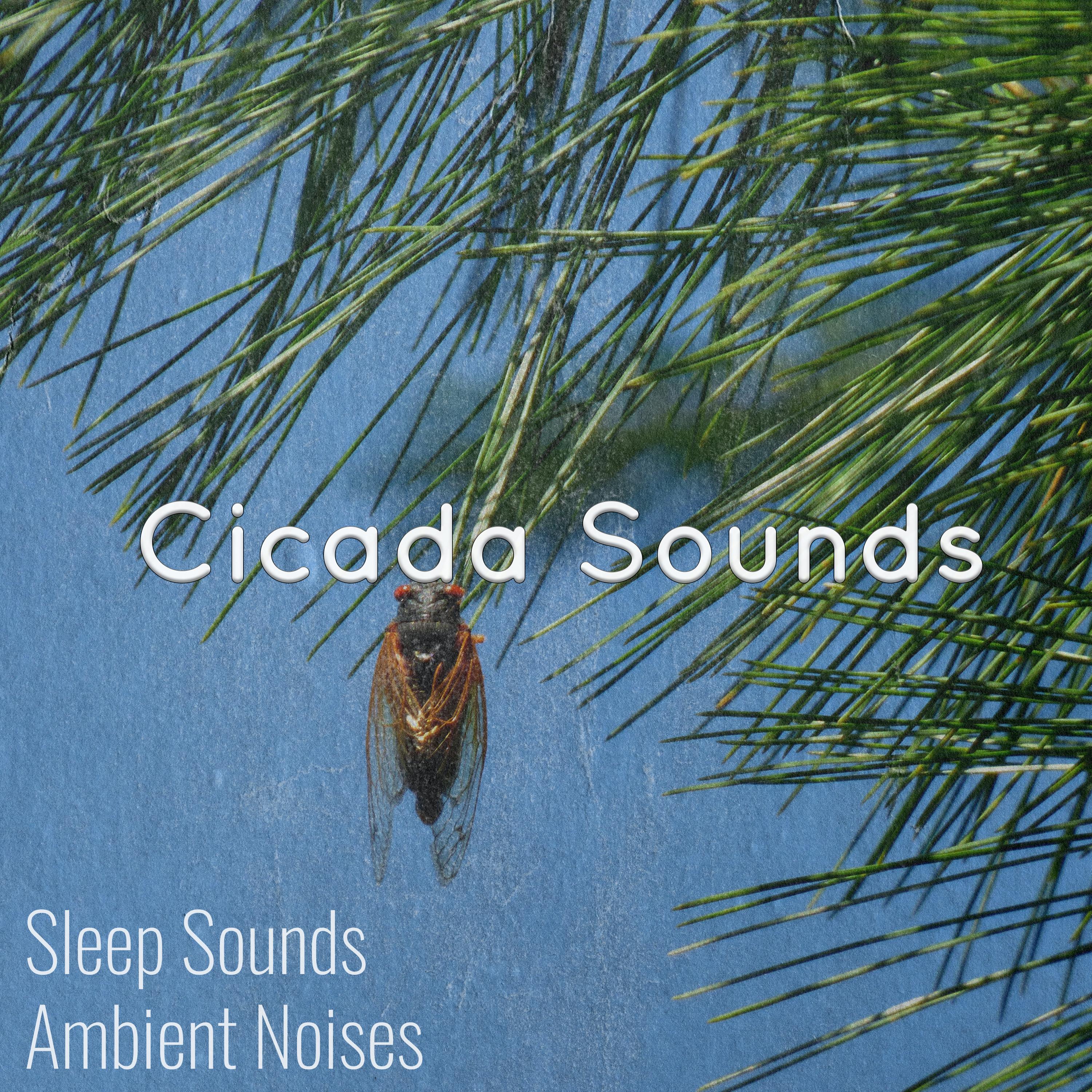 Cicada Sounds