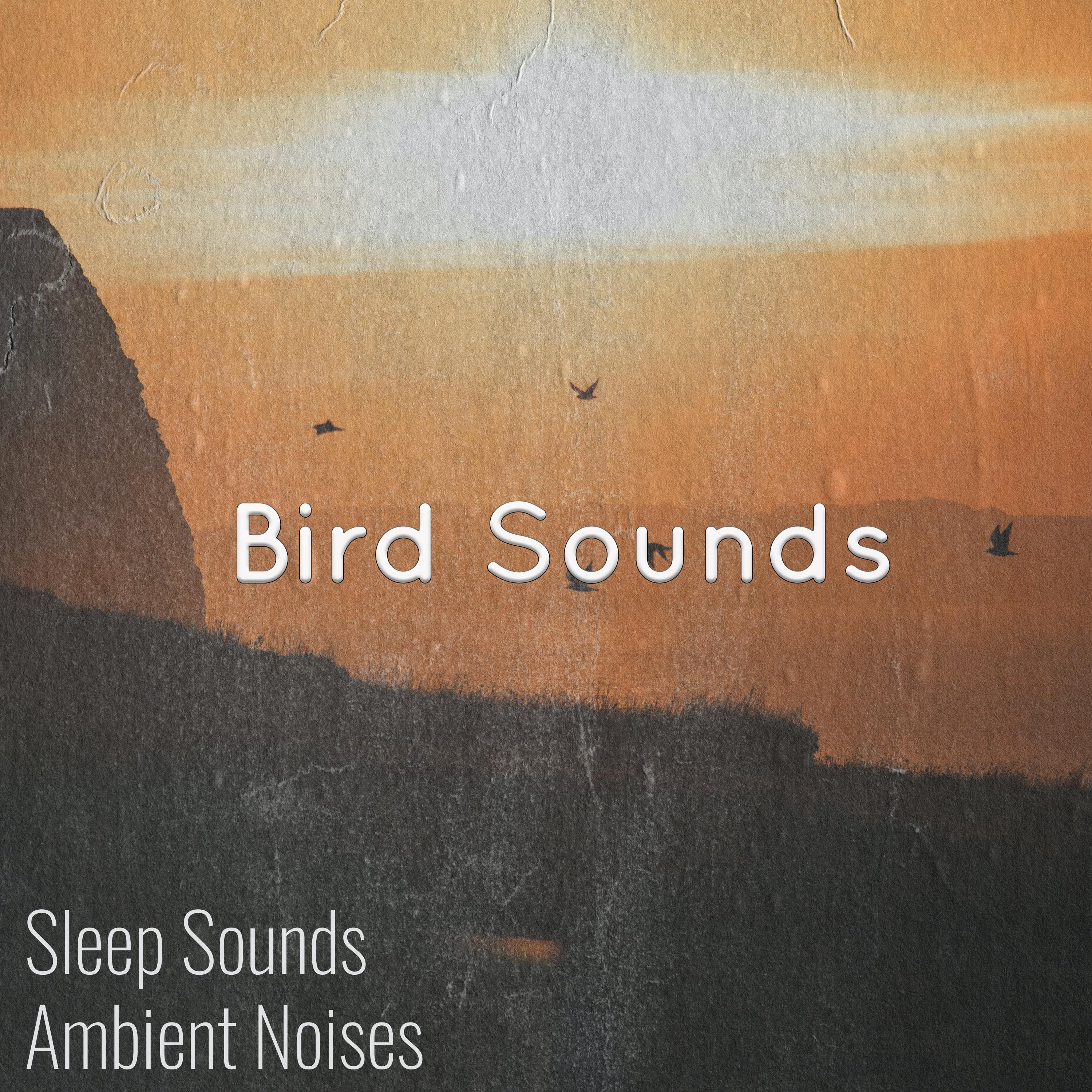 Morning Birds