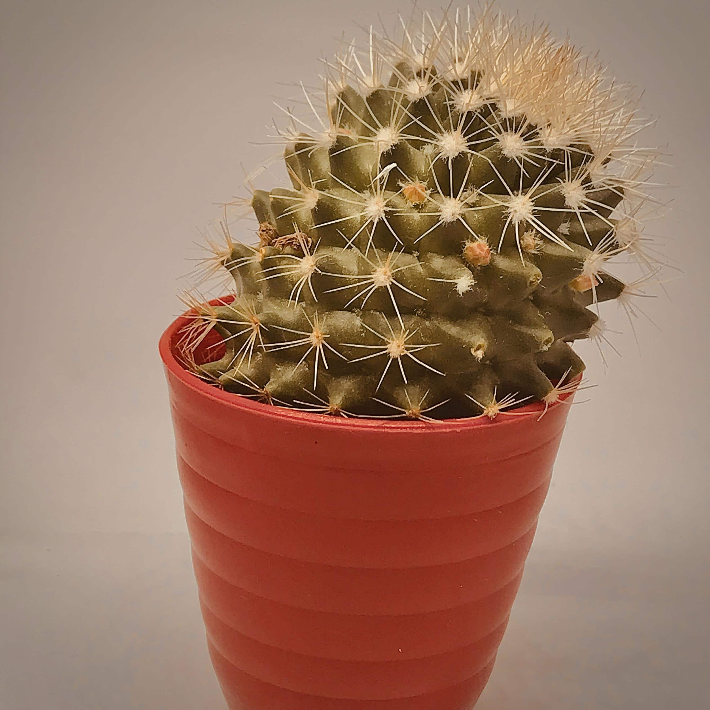 The Cactus Song