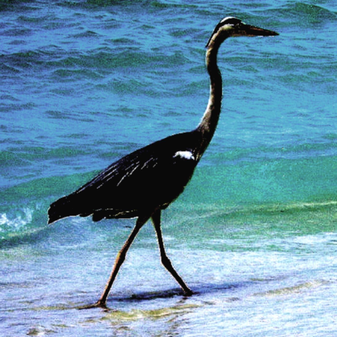 Beyond the Lagoon