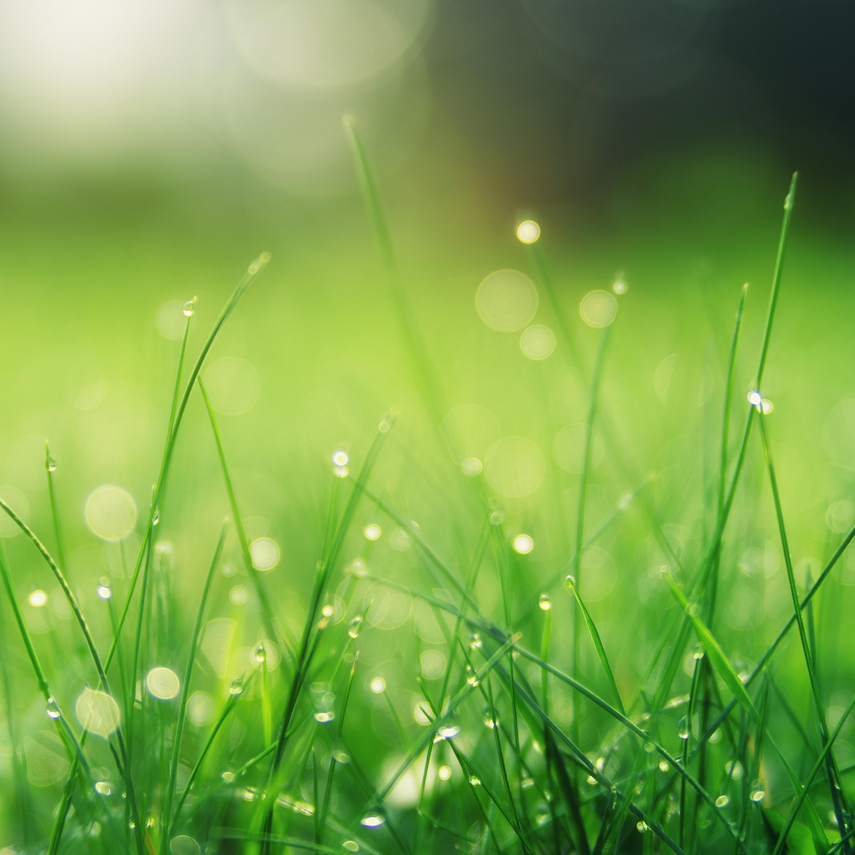 Spring Rains for Ultimate Tranquility