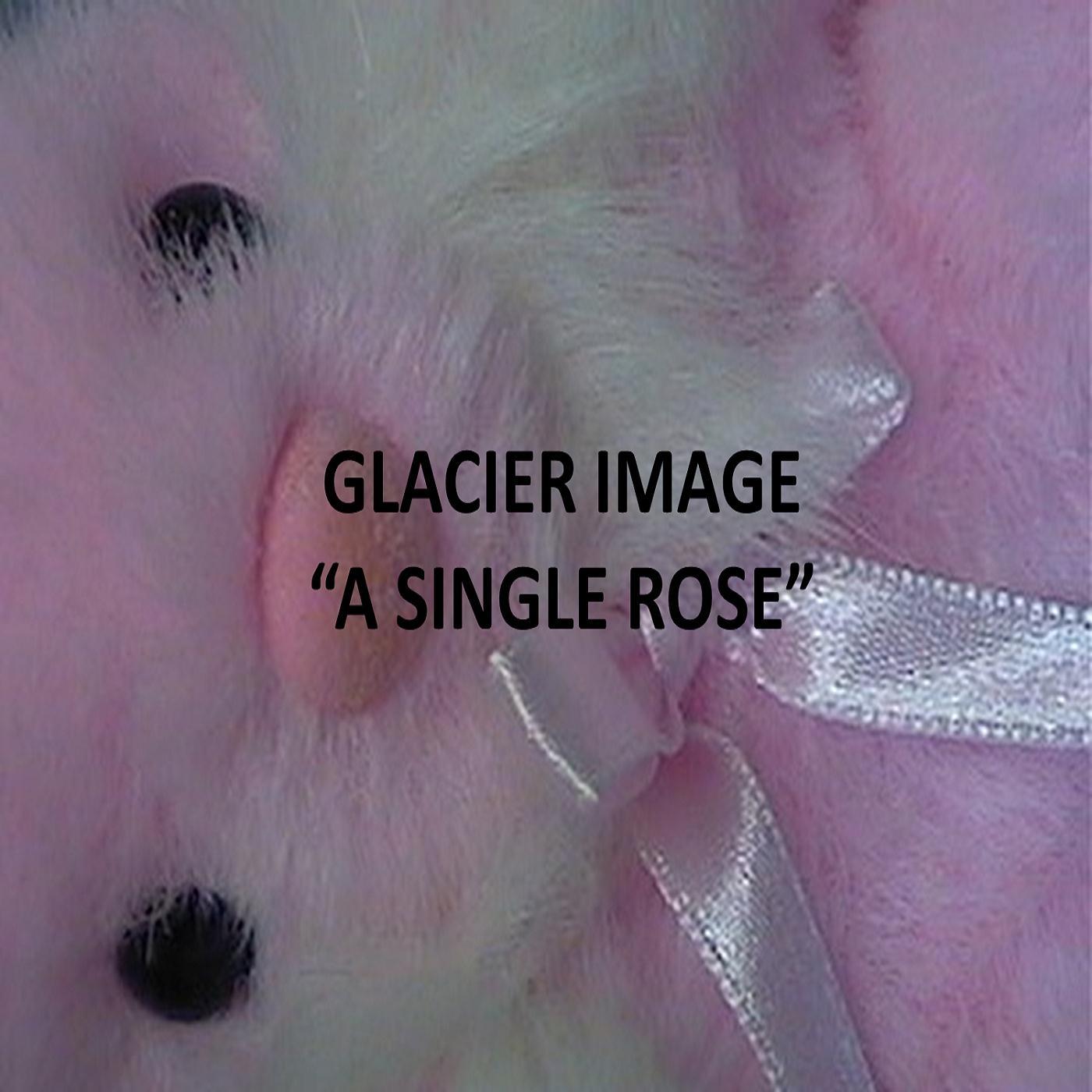 A Single Rose - Single