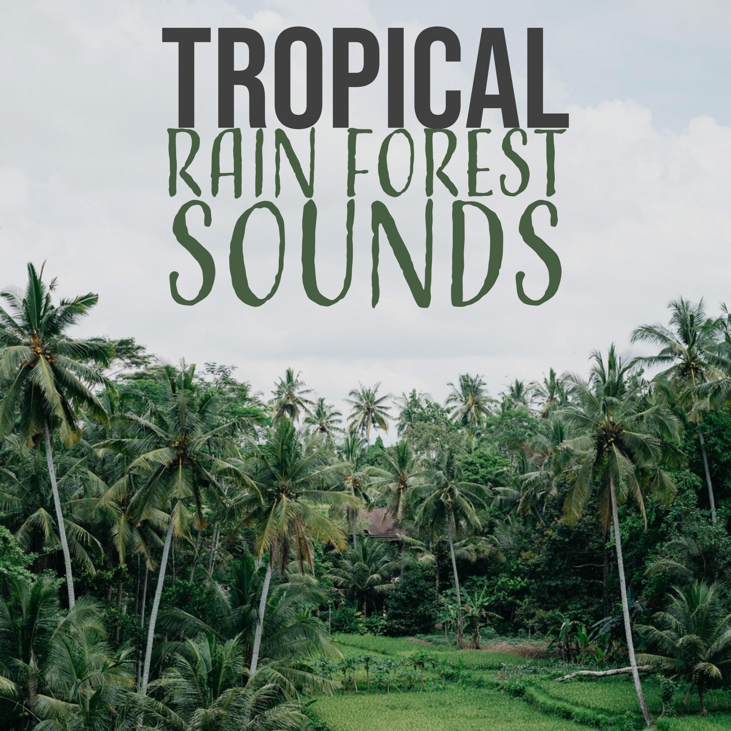 Birds In The Tropics