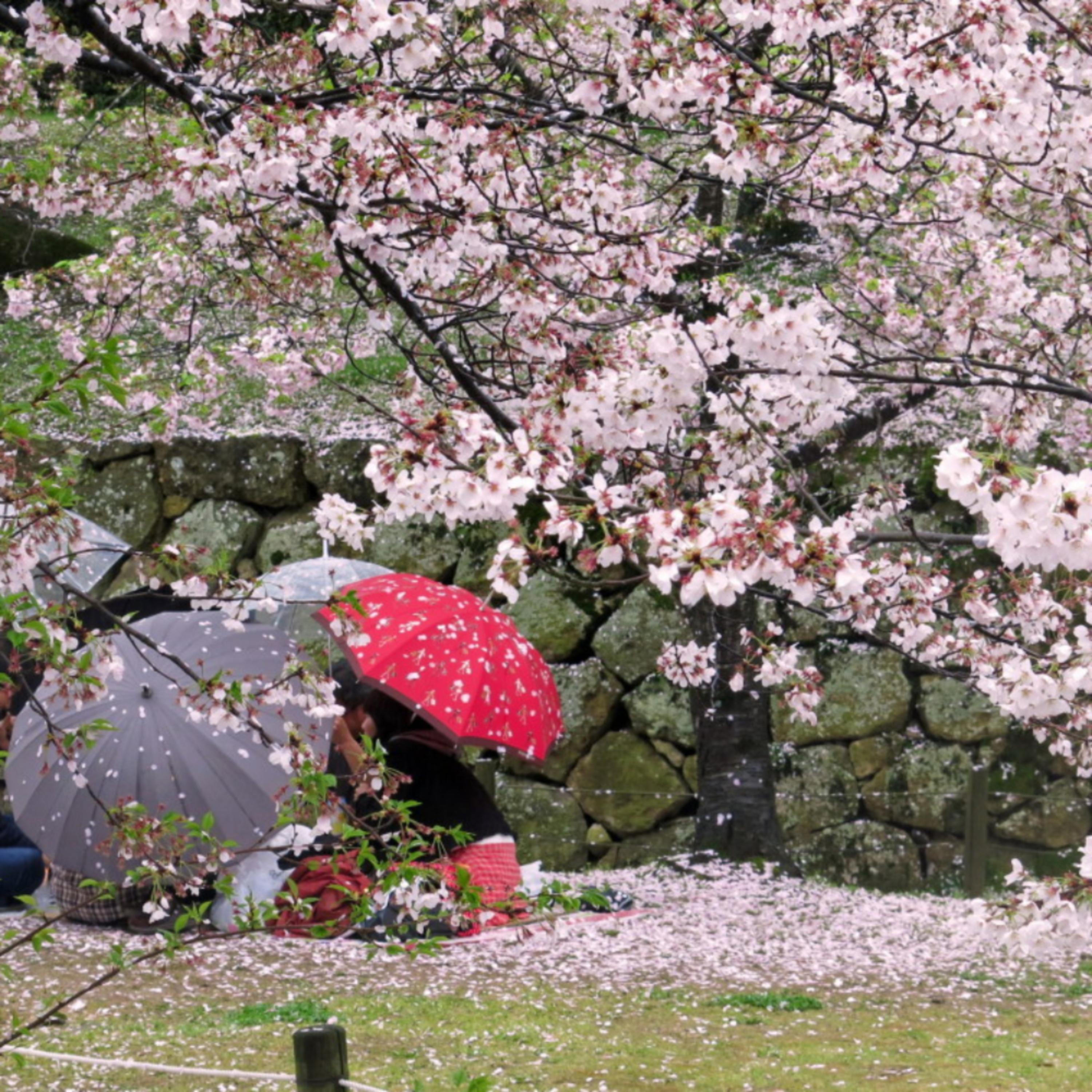 flower garden