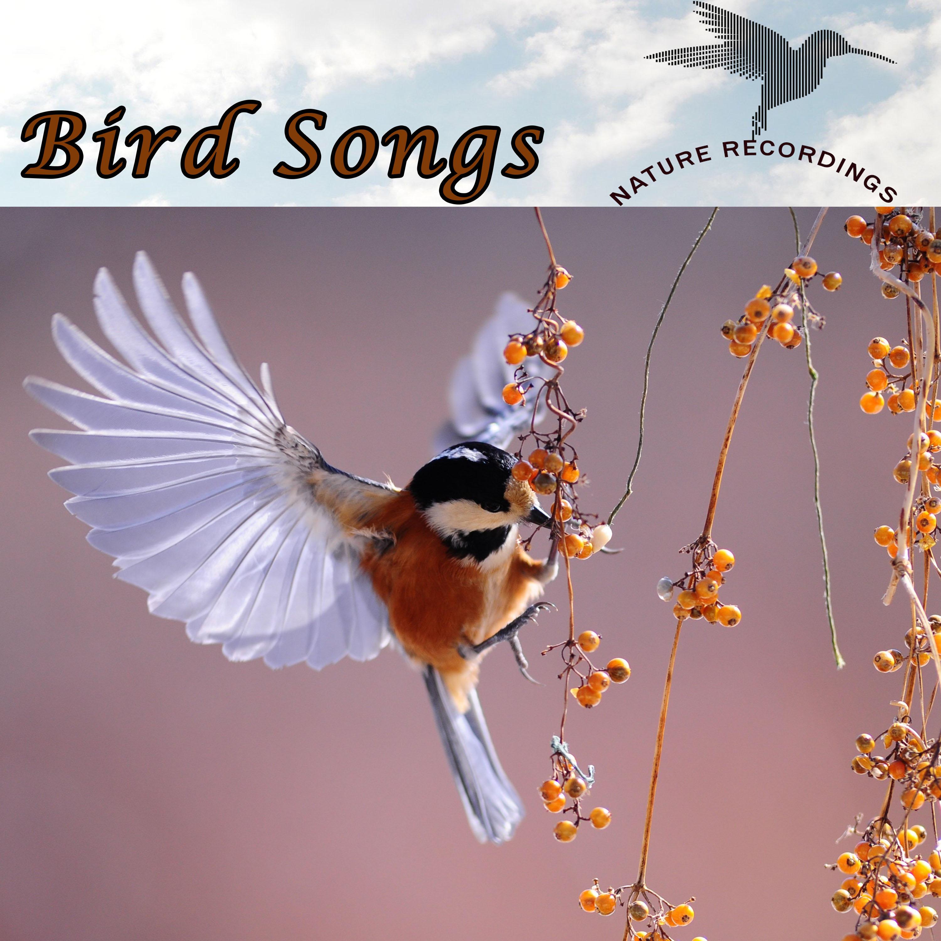 Bird Song Suite
