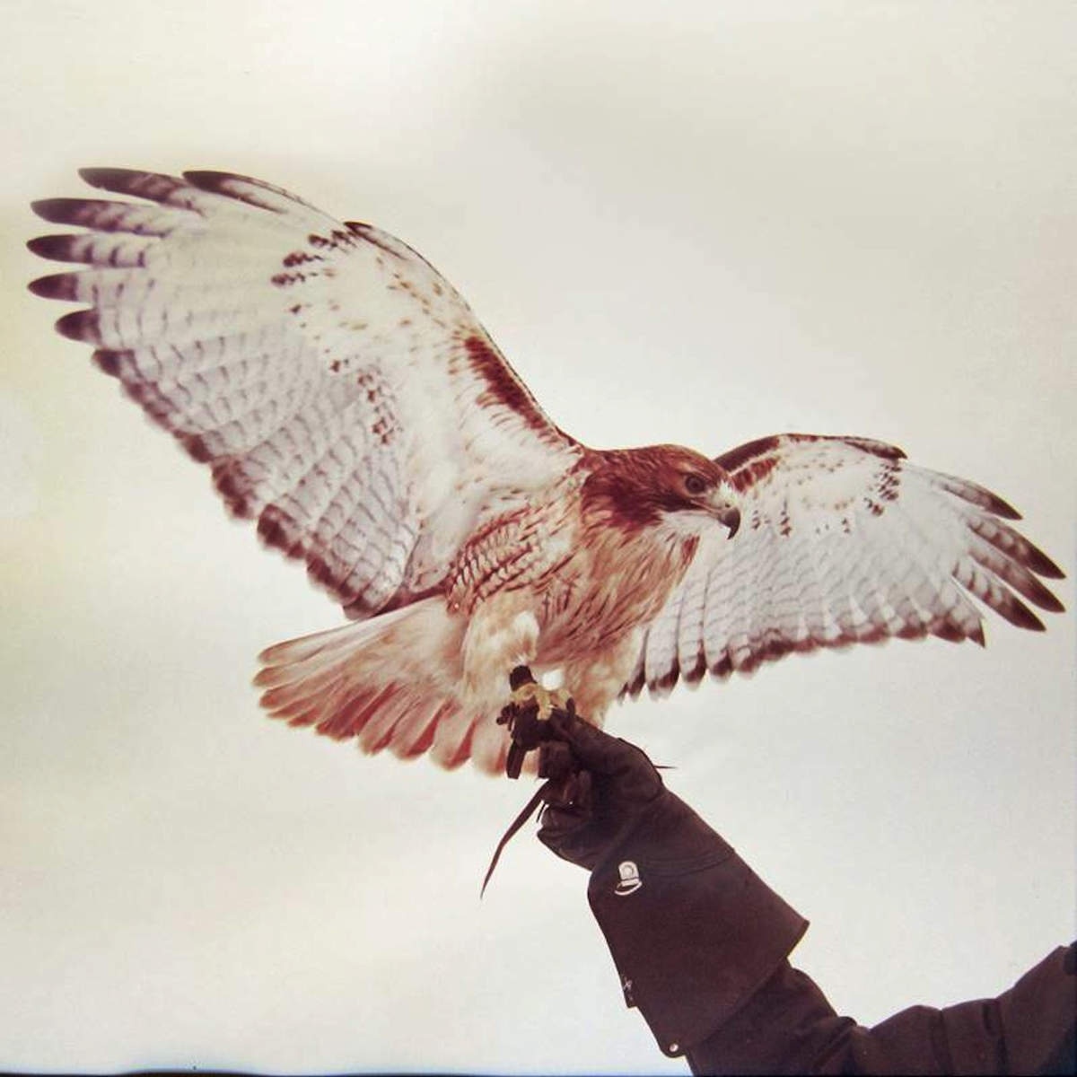 Wild Birds