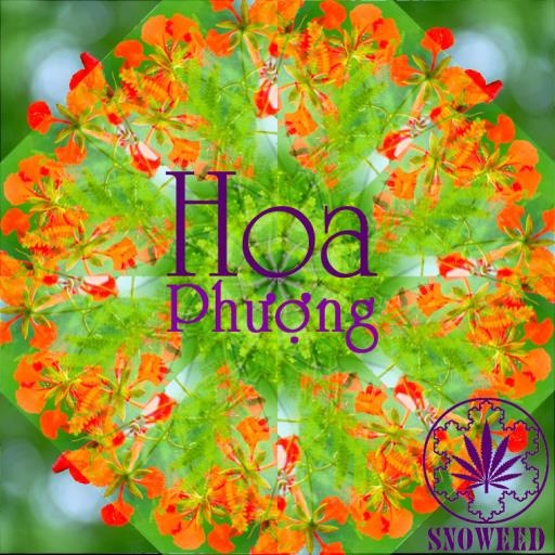 Hoa Ph ng