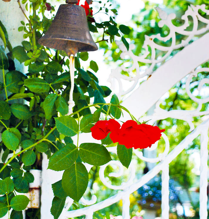 Neighbor's Garden