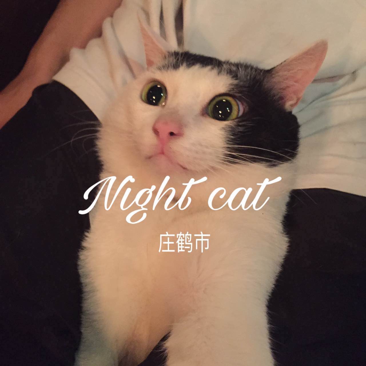 Night cat prod by shang xian sheng