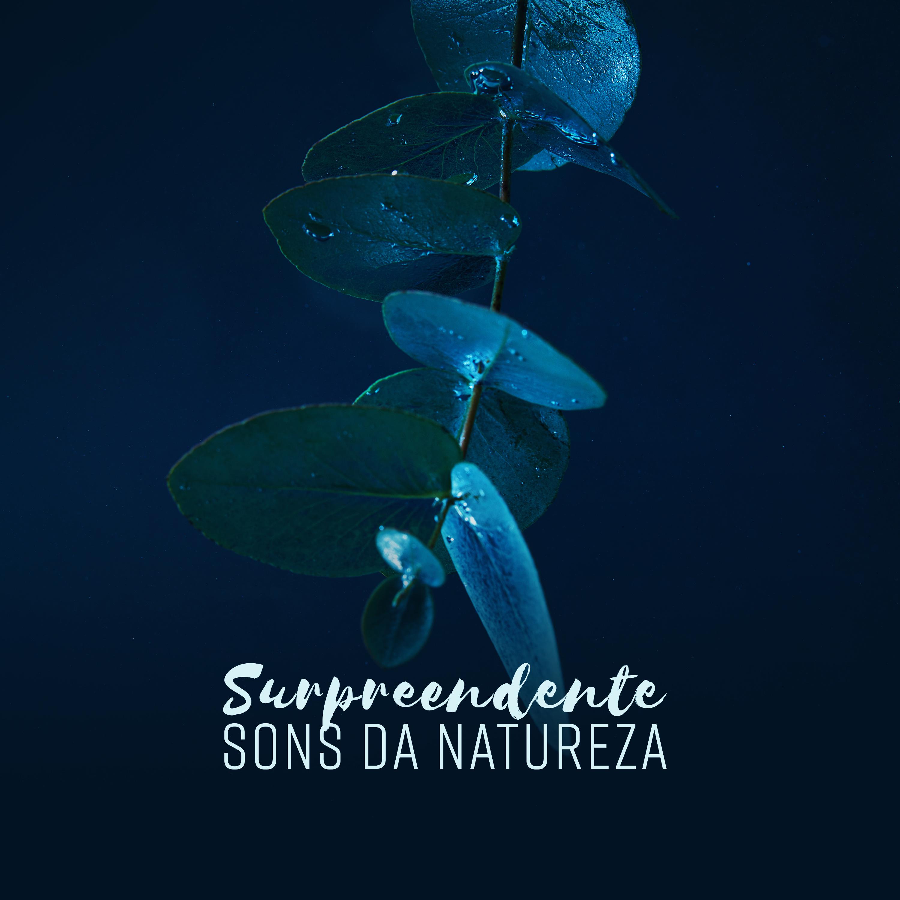 Surpreendente Sons da Natureza  Concentra o, Estude, Relaxar, Medita o, Dormir, Yoga  Spa