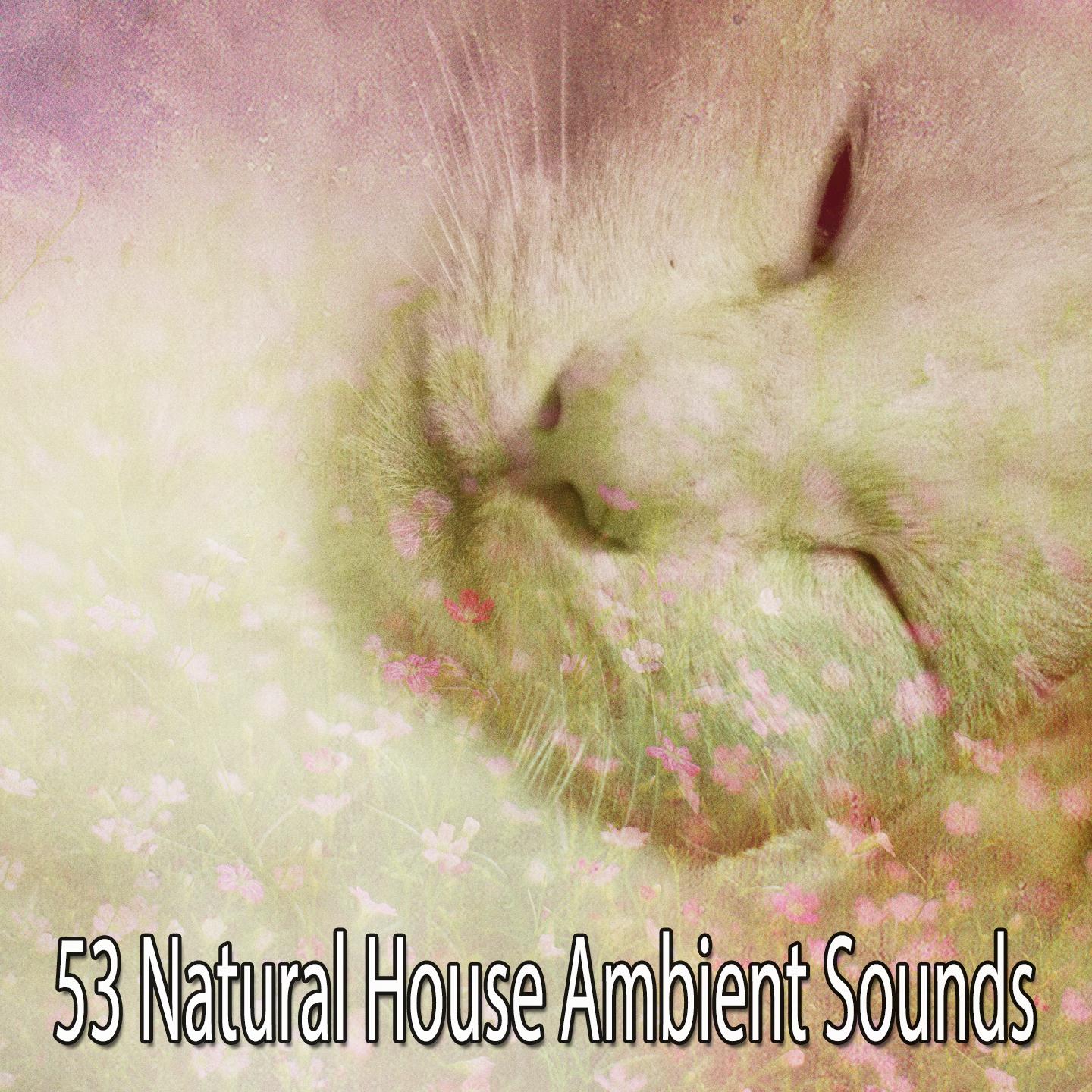 53 Natural House Ambient Sounds