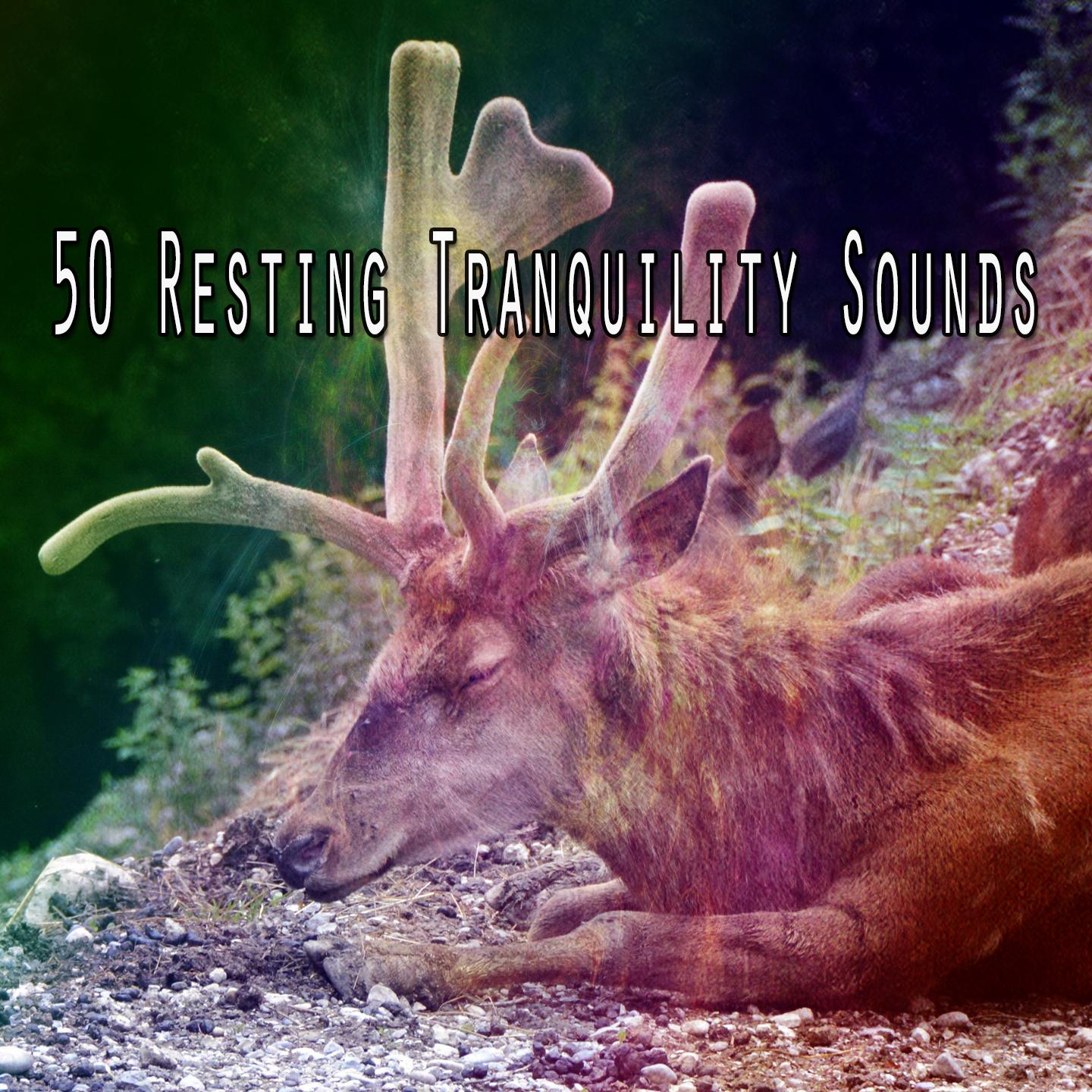 50 Resting Tranquility Sounds