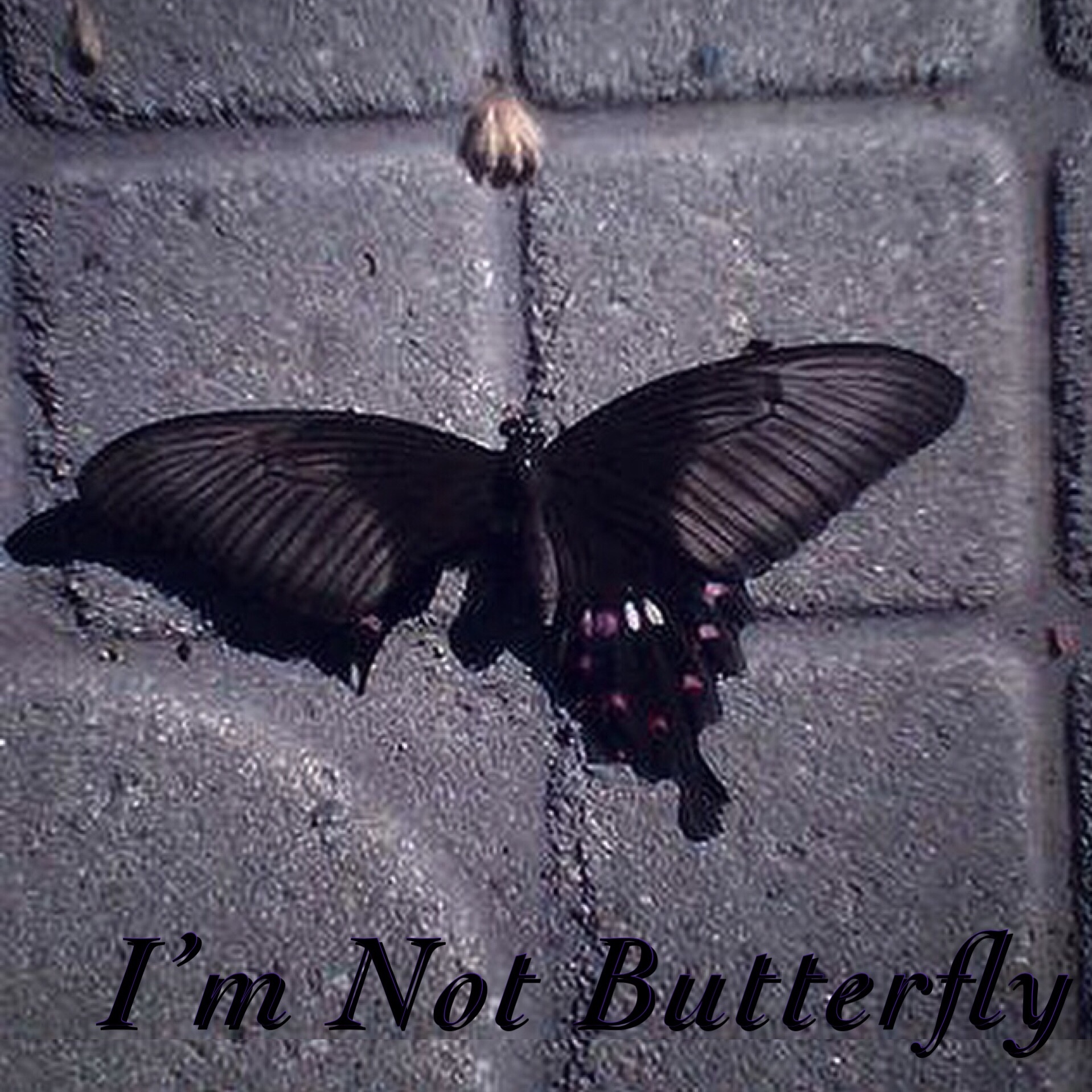 I' m  Not  Butterfly