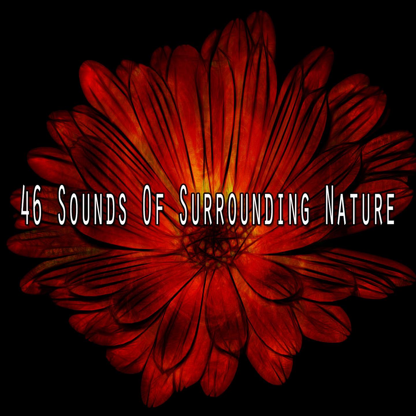 46 Sounds Of Surrounding Nature