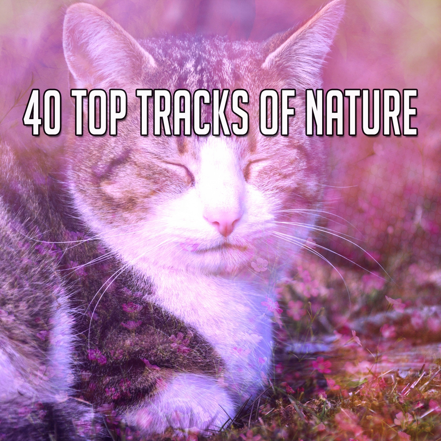 40 Top Tracks Of Nature