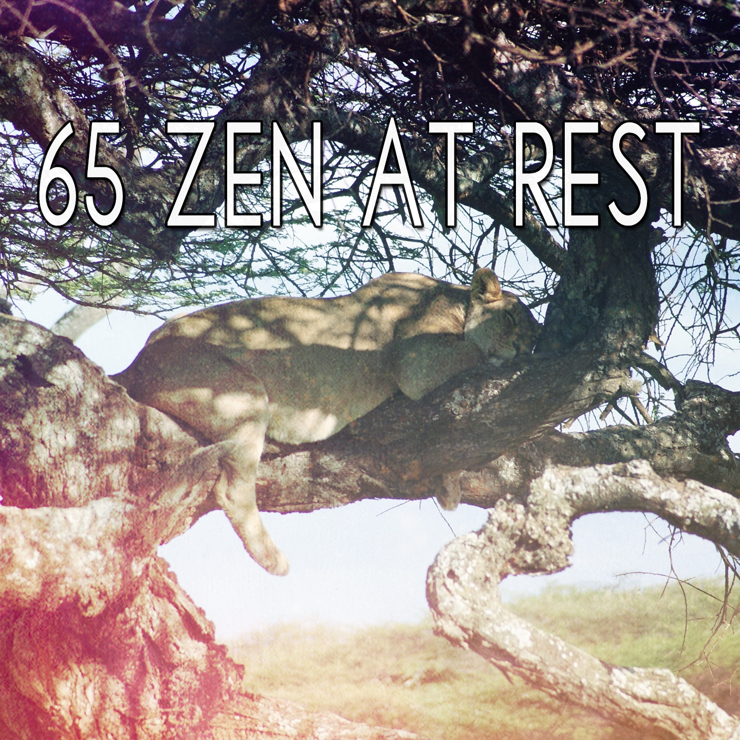 65 Zen At Rest