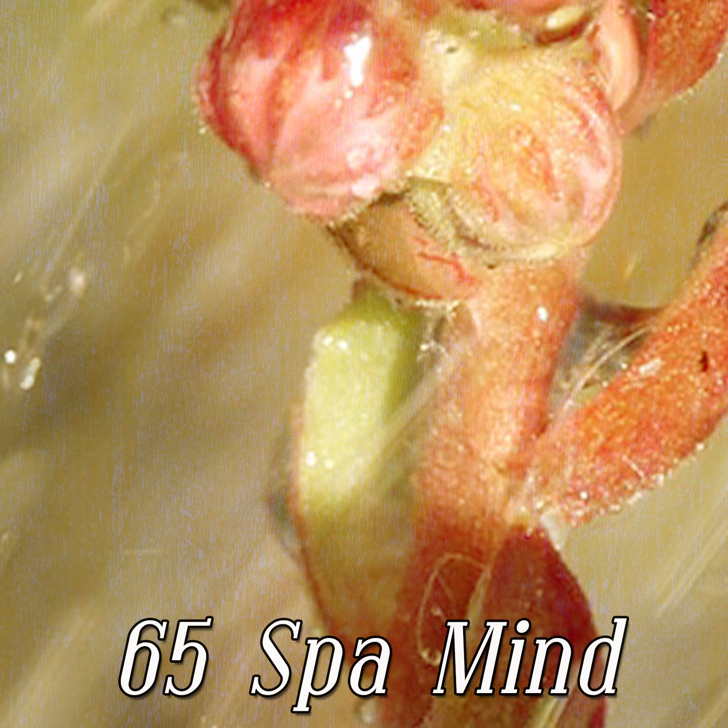 65 Spa Mind