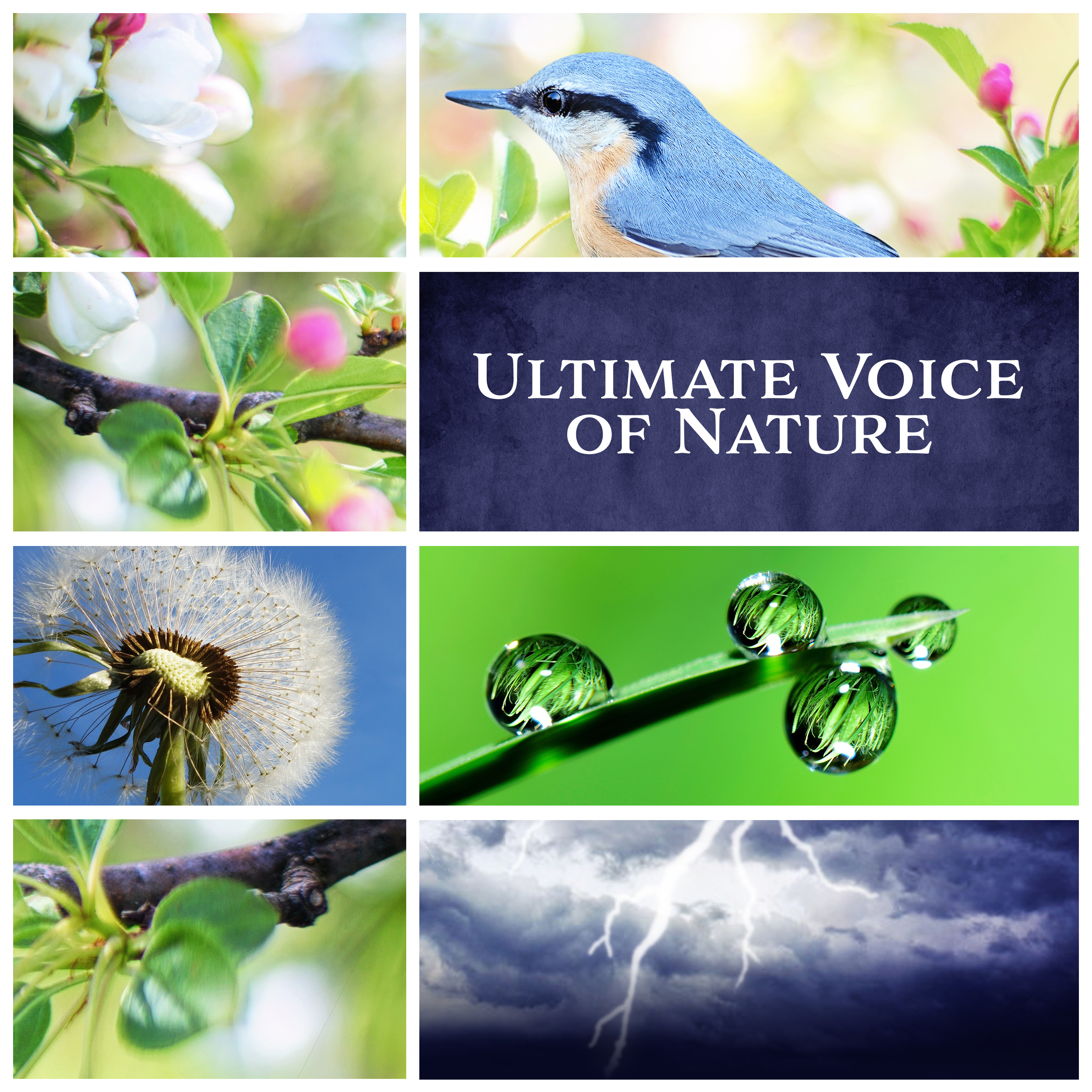 Ultimate Voice of Nature (Relaxing Therapy, Massage, Spa, Relaxation, Reiki & Healing Nature Sounds)