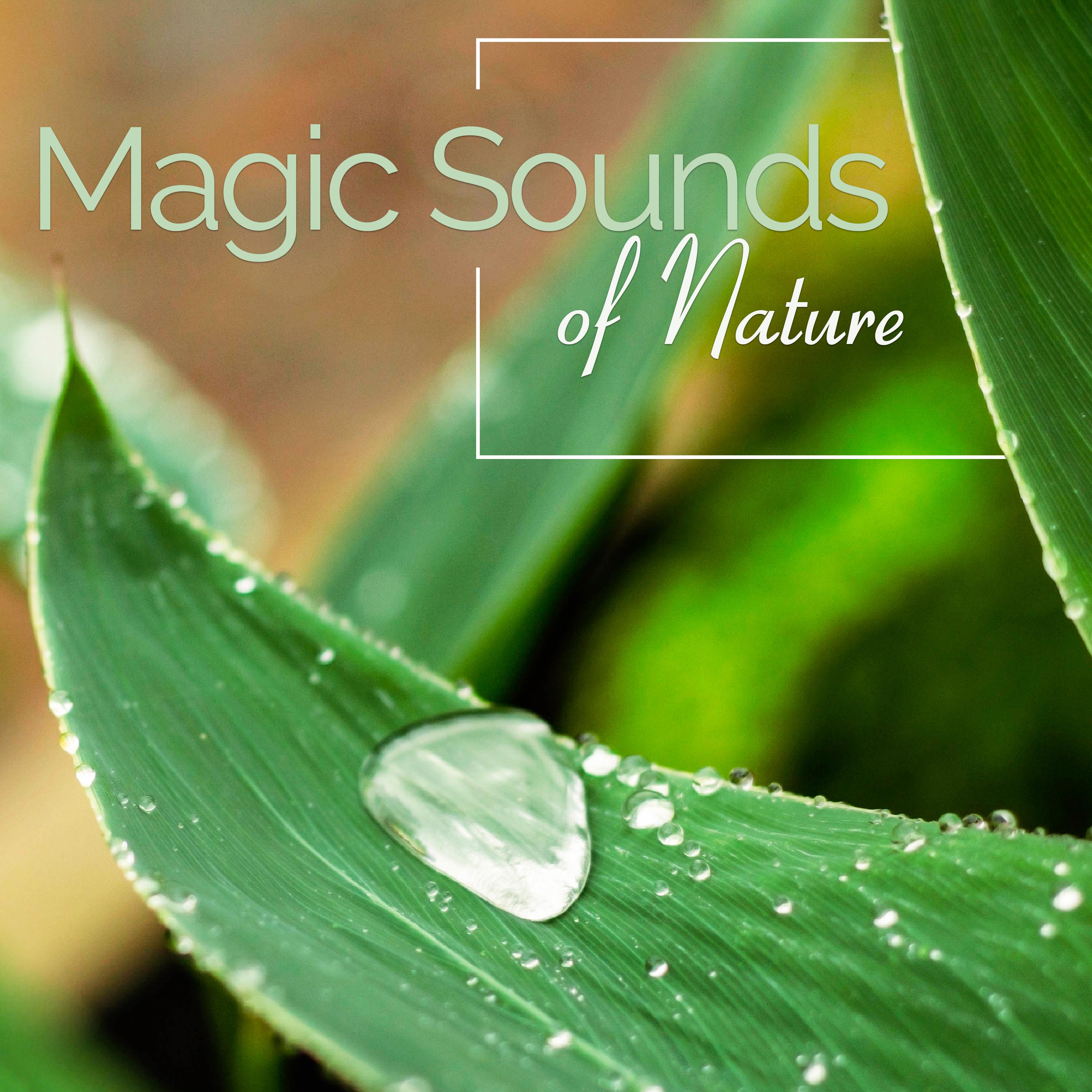 Magic Nature Sounds