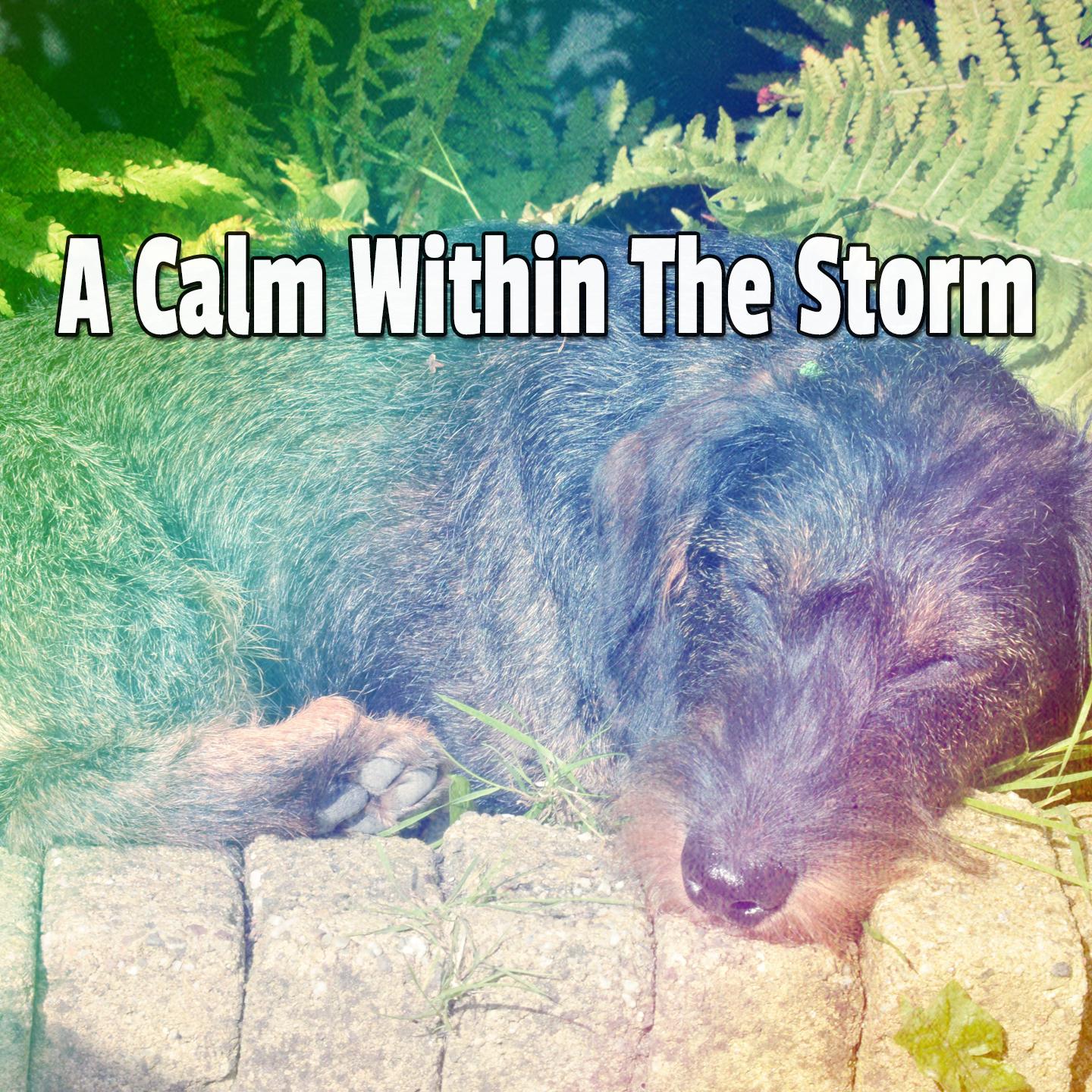 A Calm Within The Storm