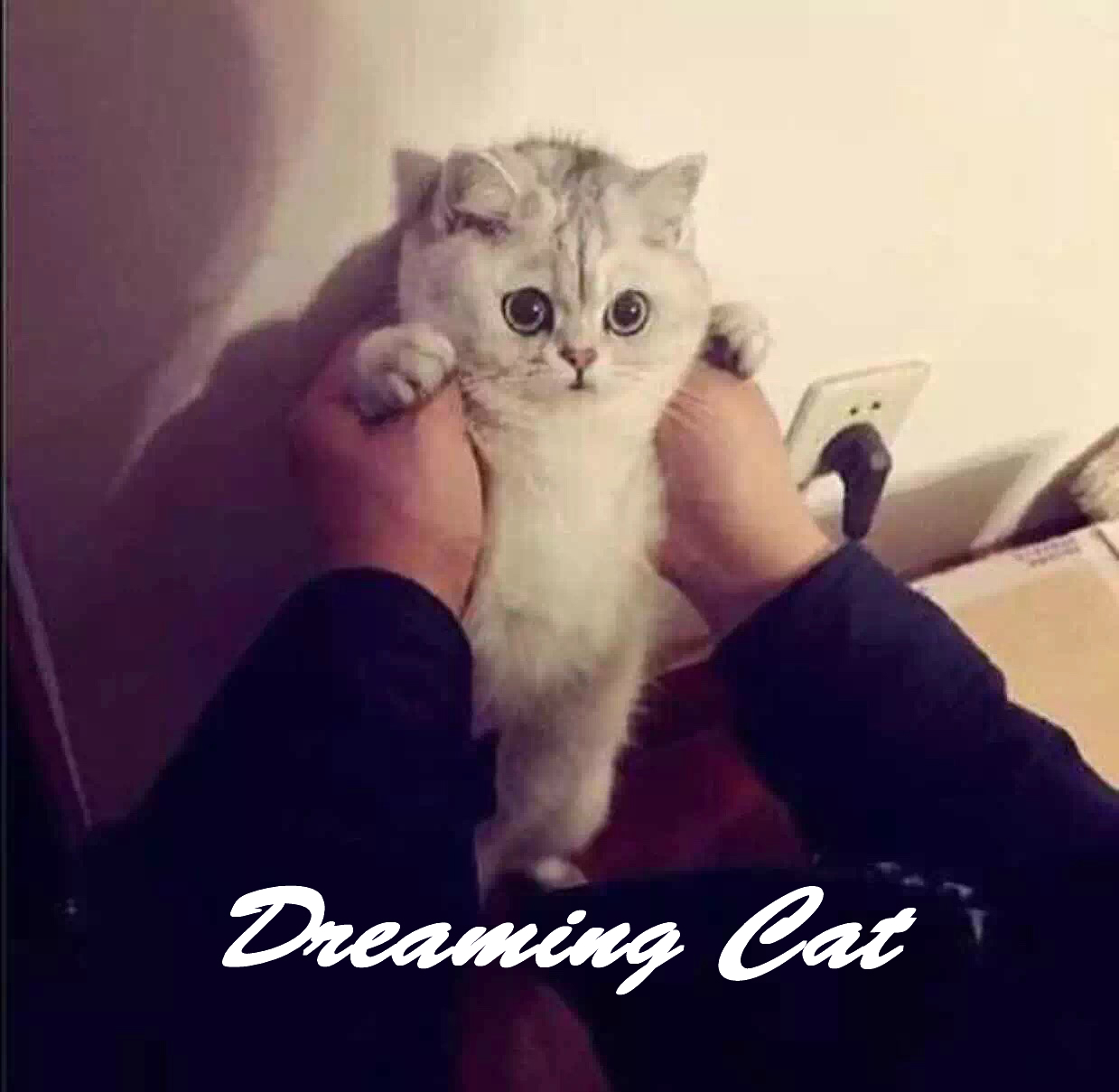 Dreaming Cat