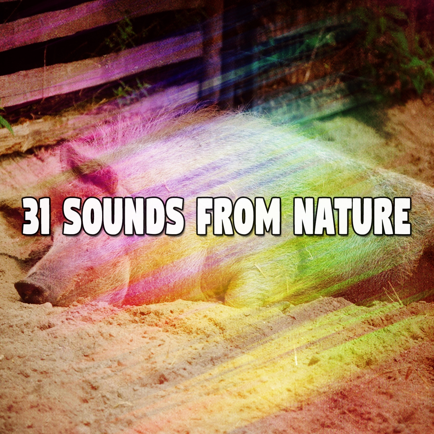 31 Sounds From Nature