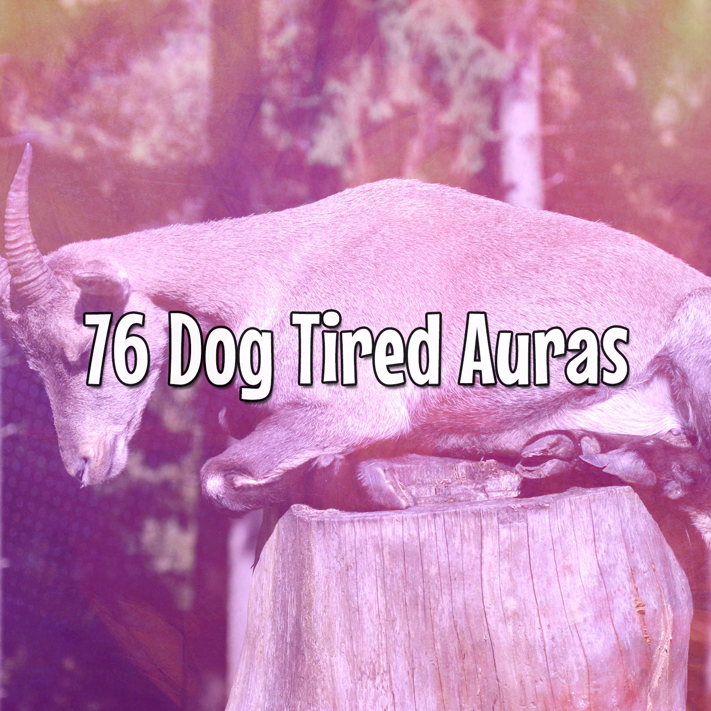 76 Dog Tired Auras