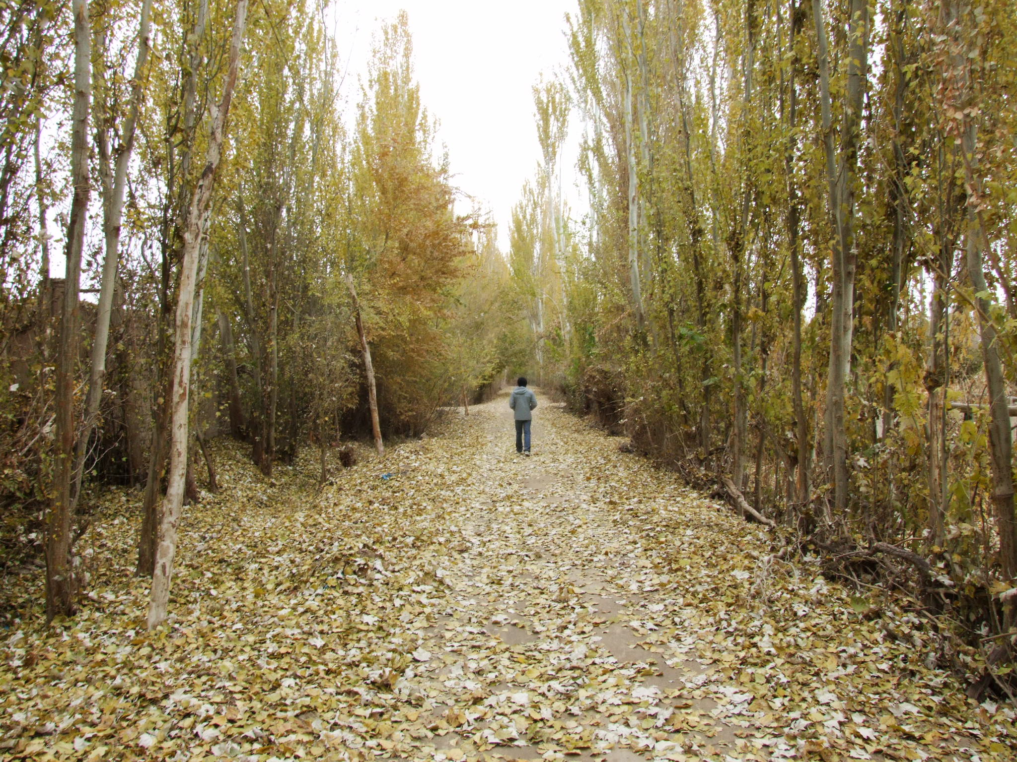 fan gao xian sheng Cover li zhi