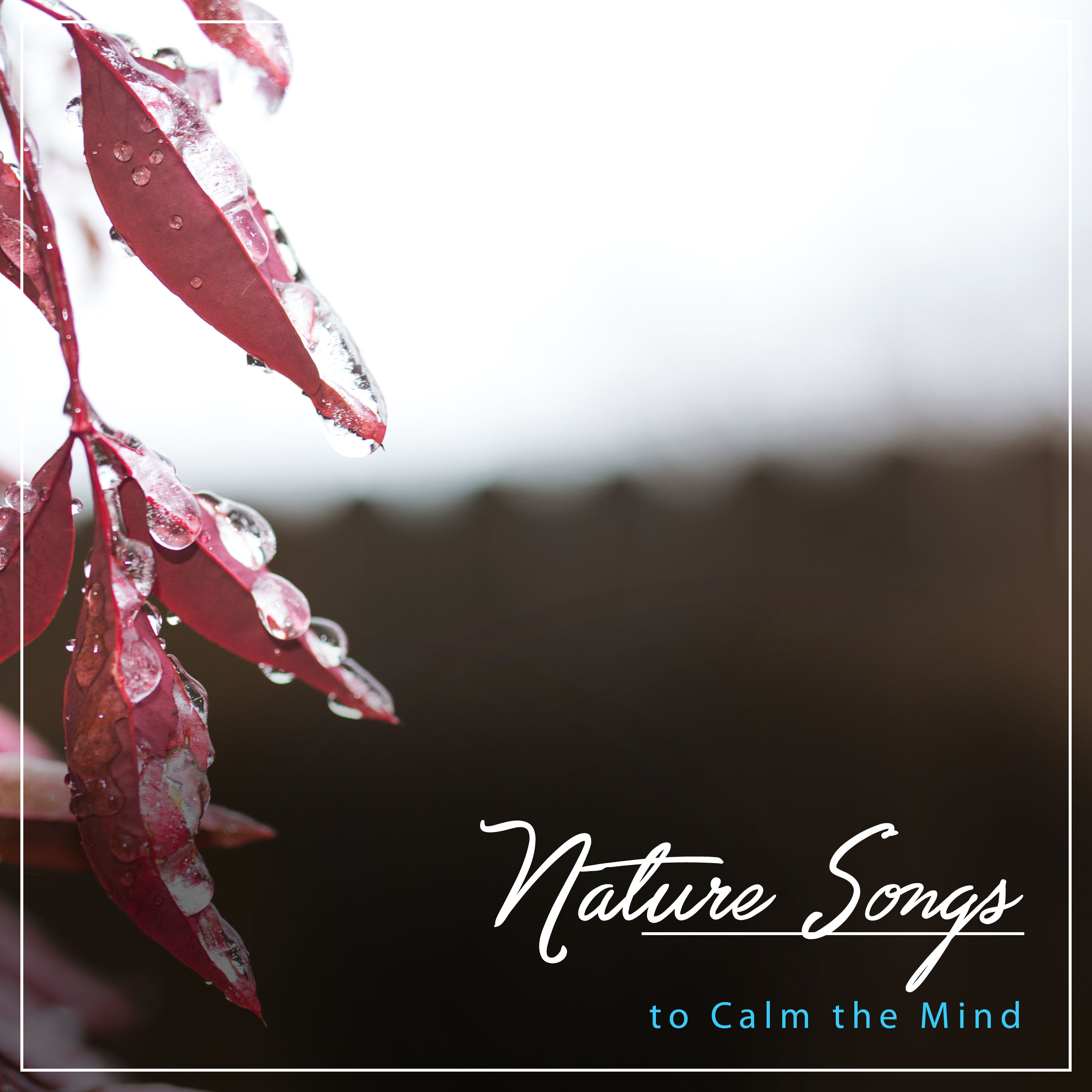 16 Rain and Nature Songs to Calm the Mind