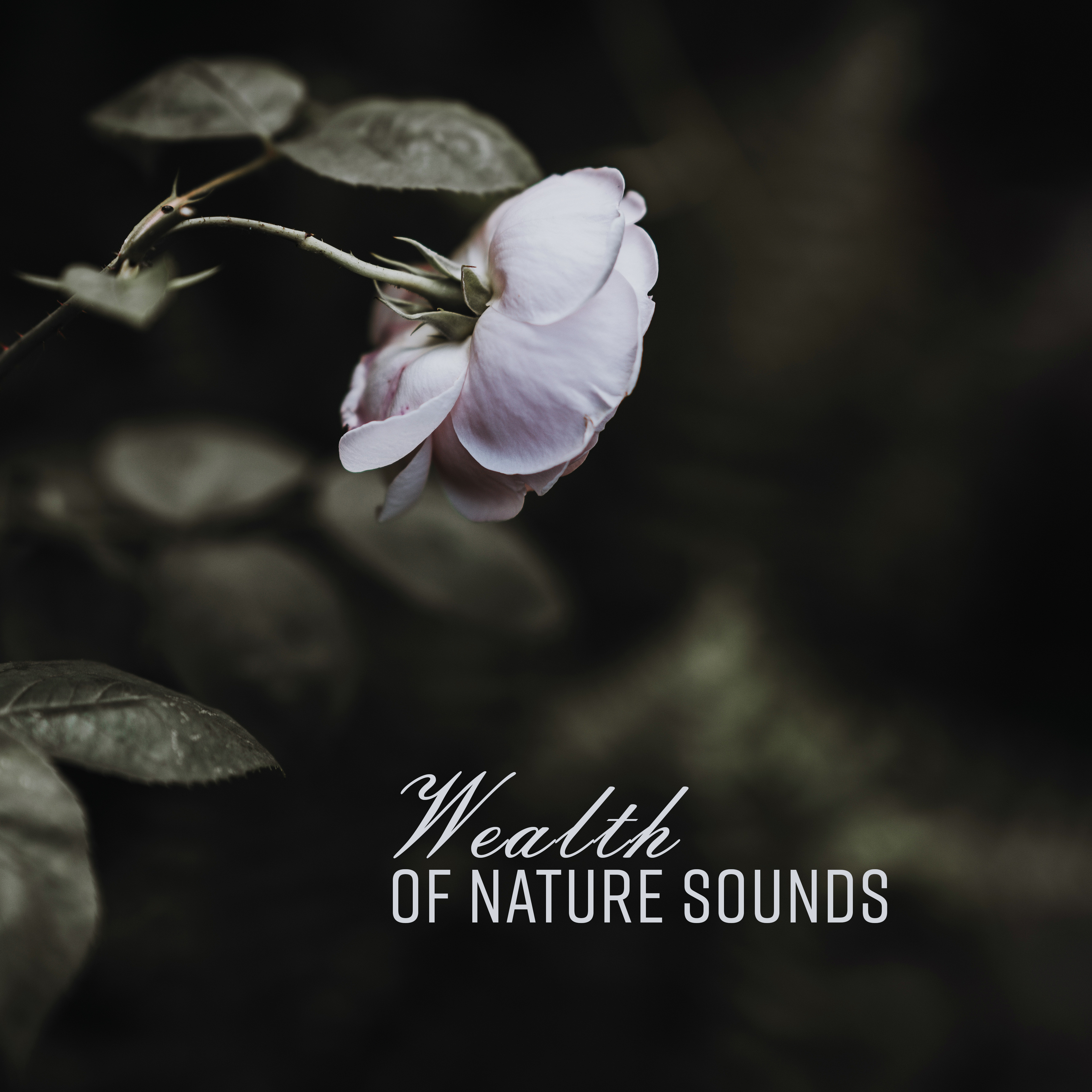 Wealth of Nature Sounds