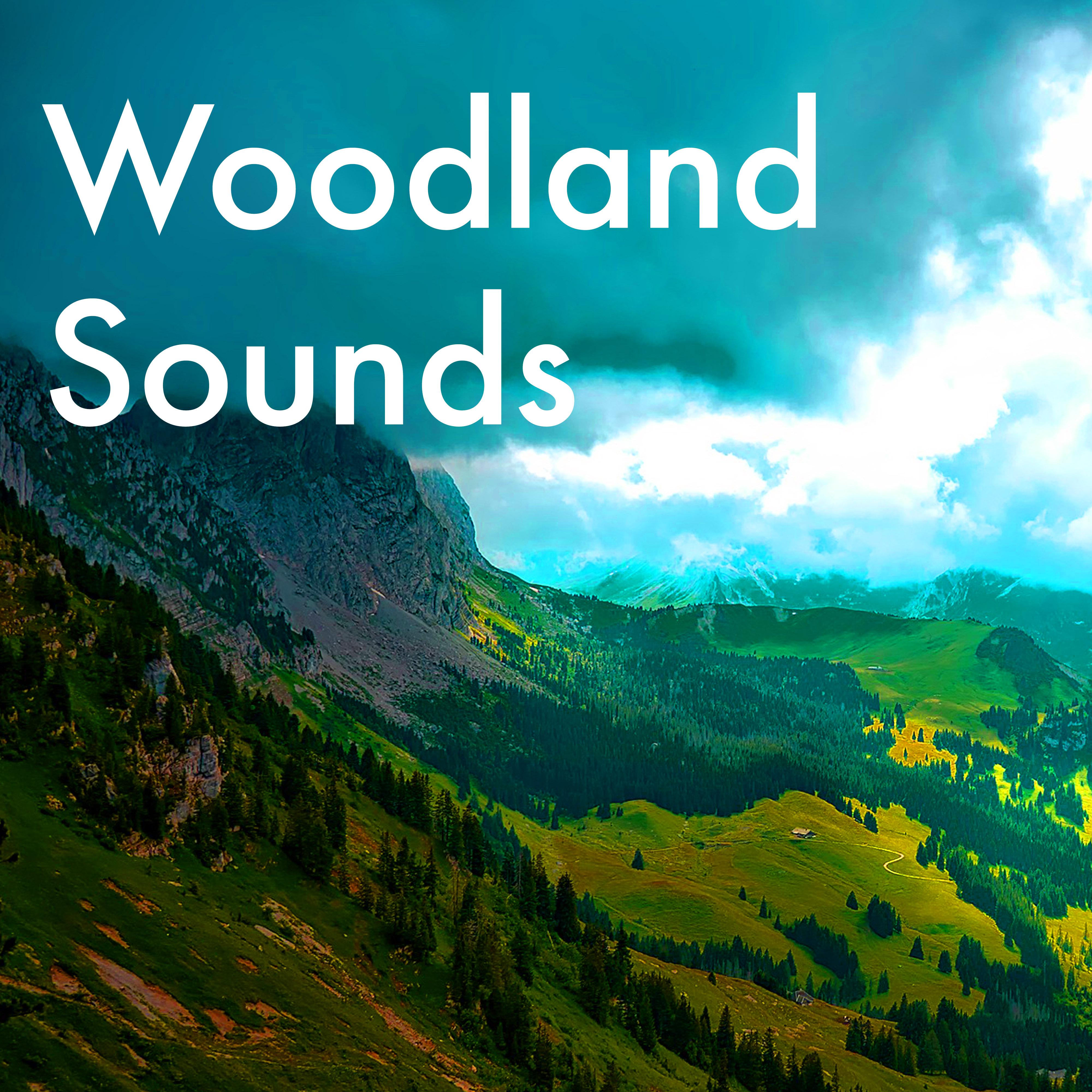 Woodland Sounds - Natural White Noise, Forest Sounds for Deep Relaxation, Reading and Studying