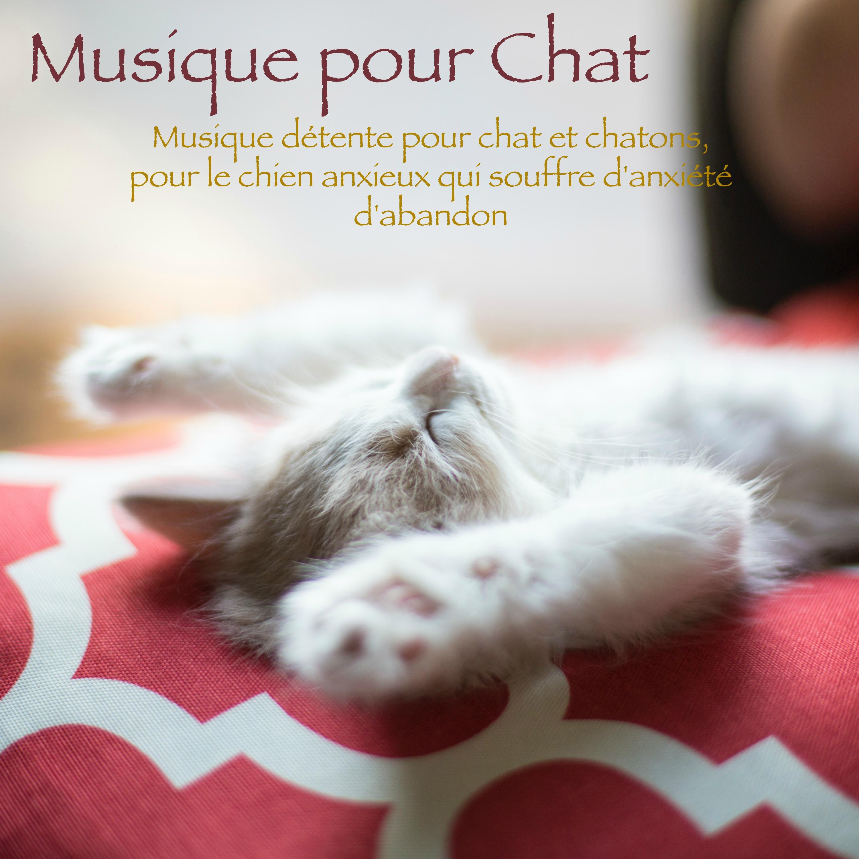 Comme un be be  Musique pour chats et chiens