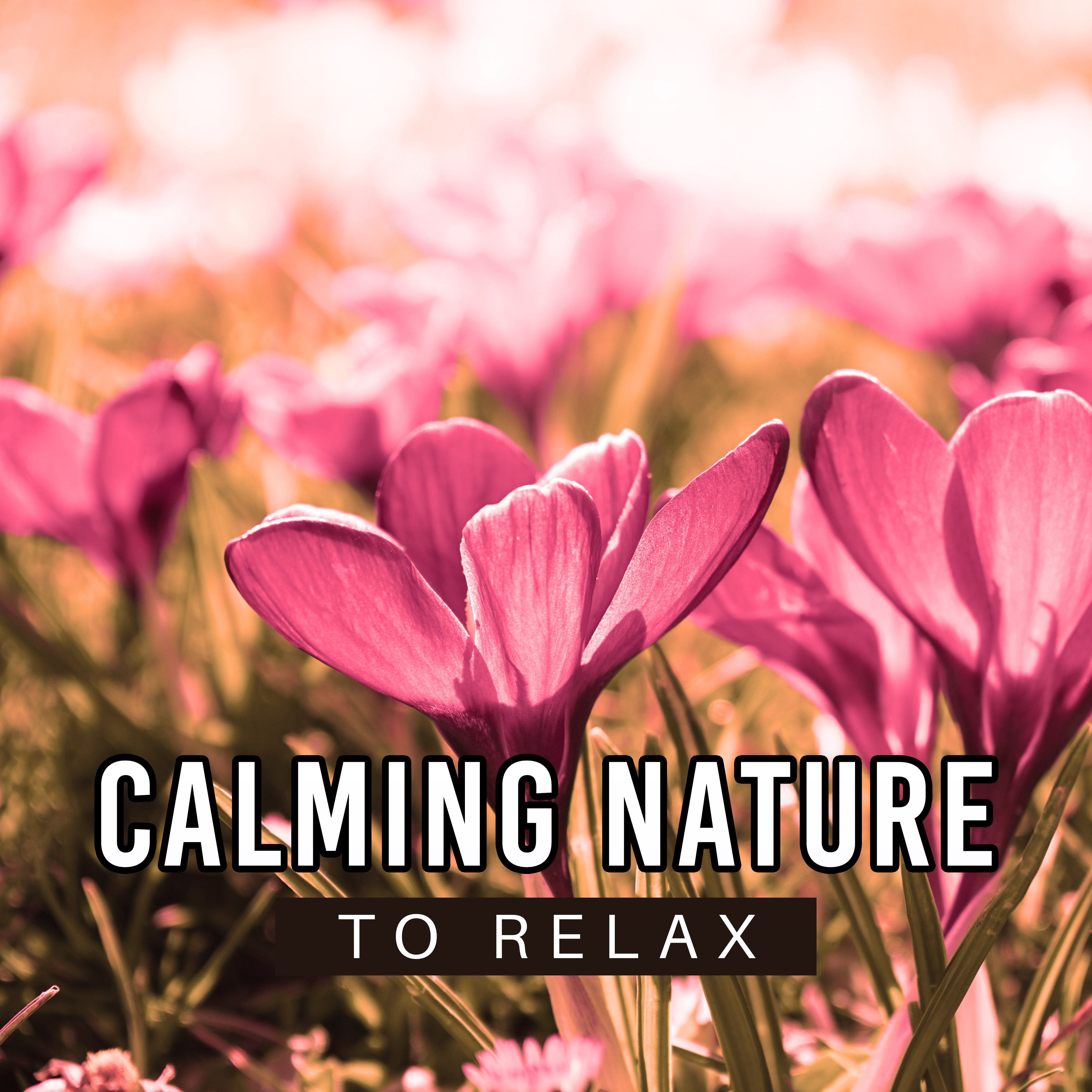 Calming Nature to Relax  Soft Waves, Relaxing Music, Easy Listening, Chilled Sounds